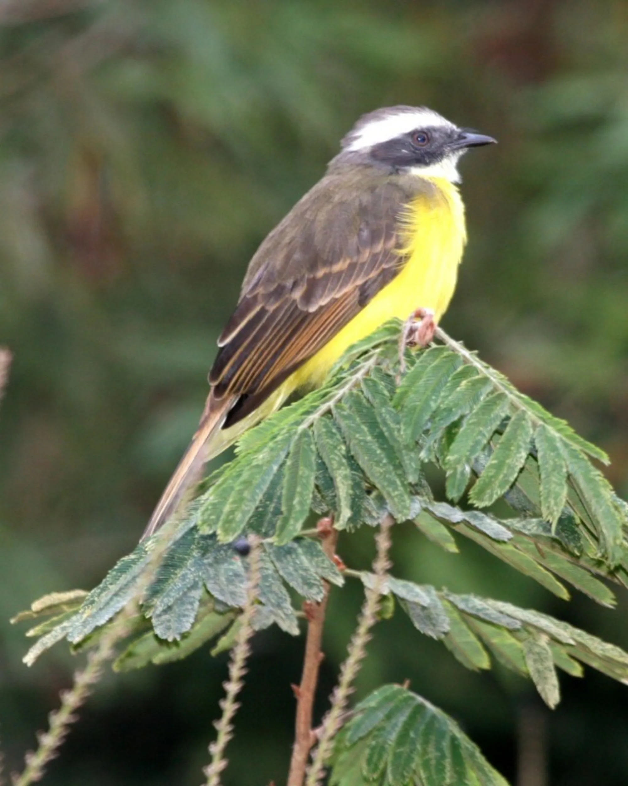 Social Flycatcher