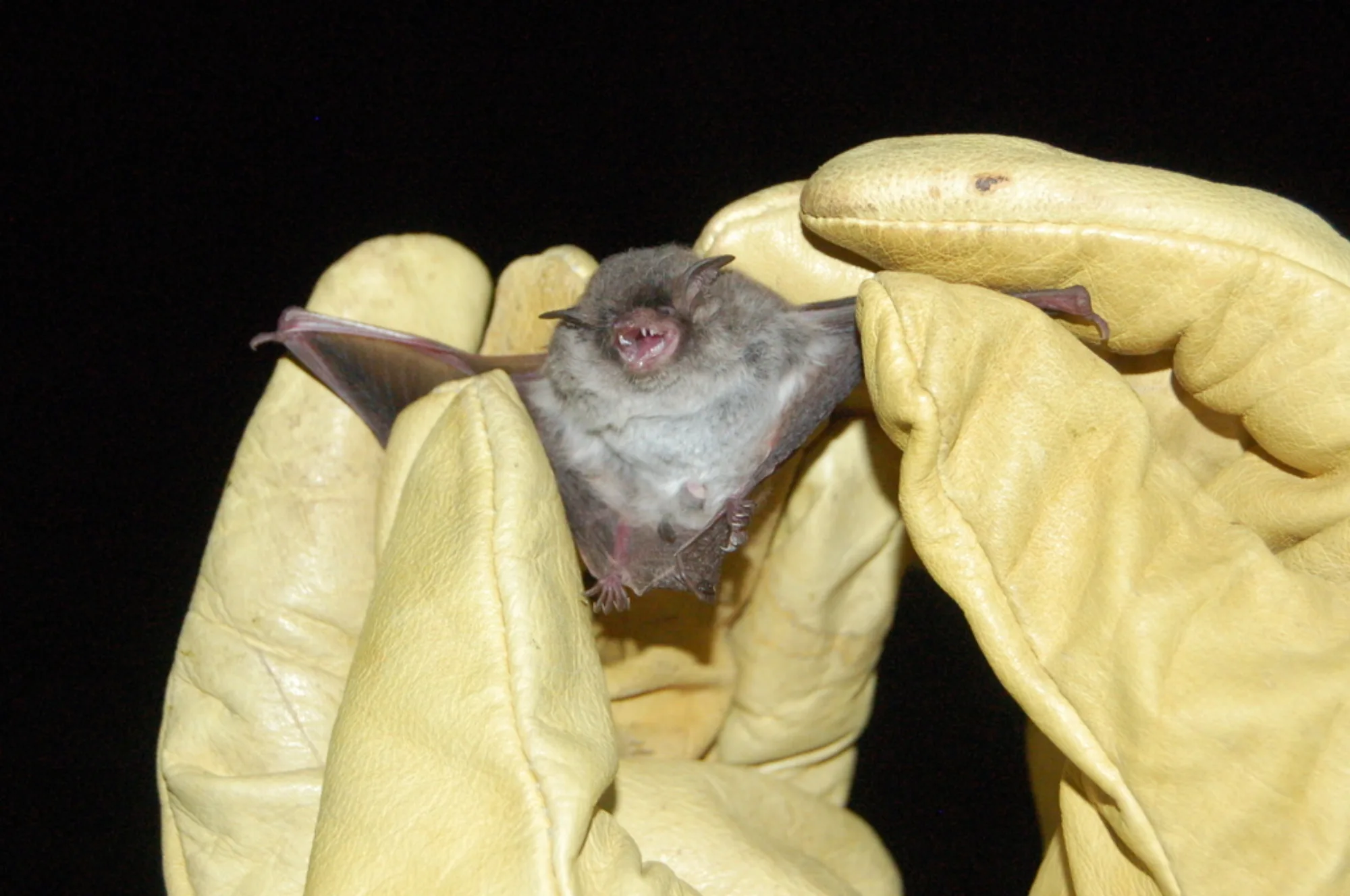 Silver-tipped Myotis
