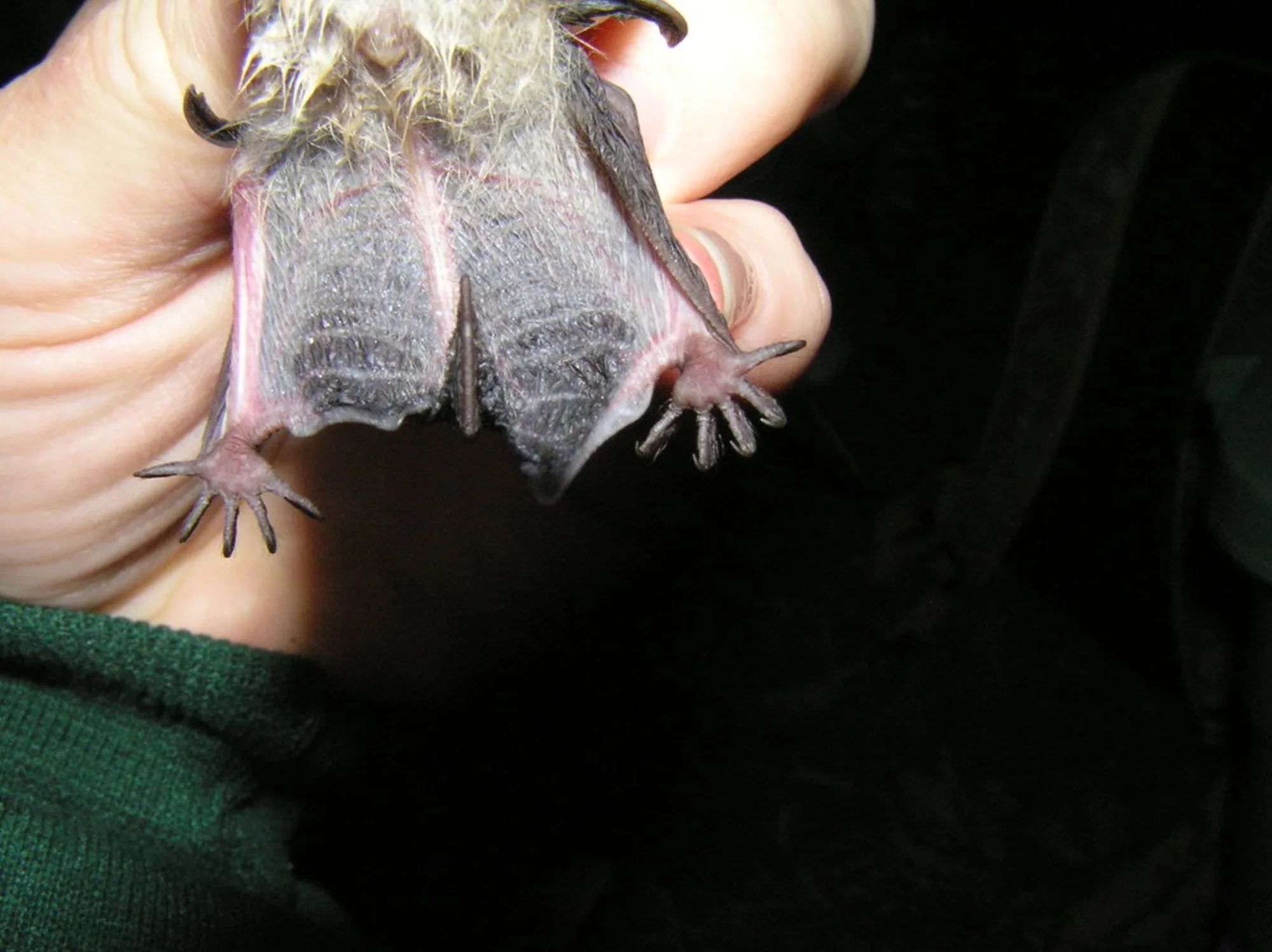 Indiana Bat