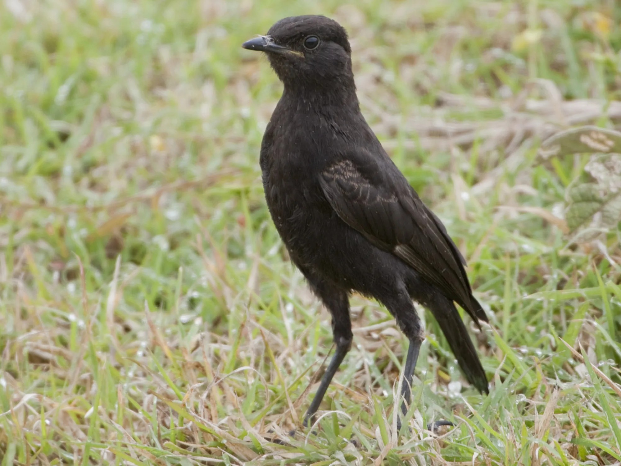 Anteater Chat