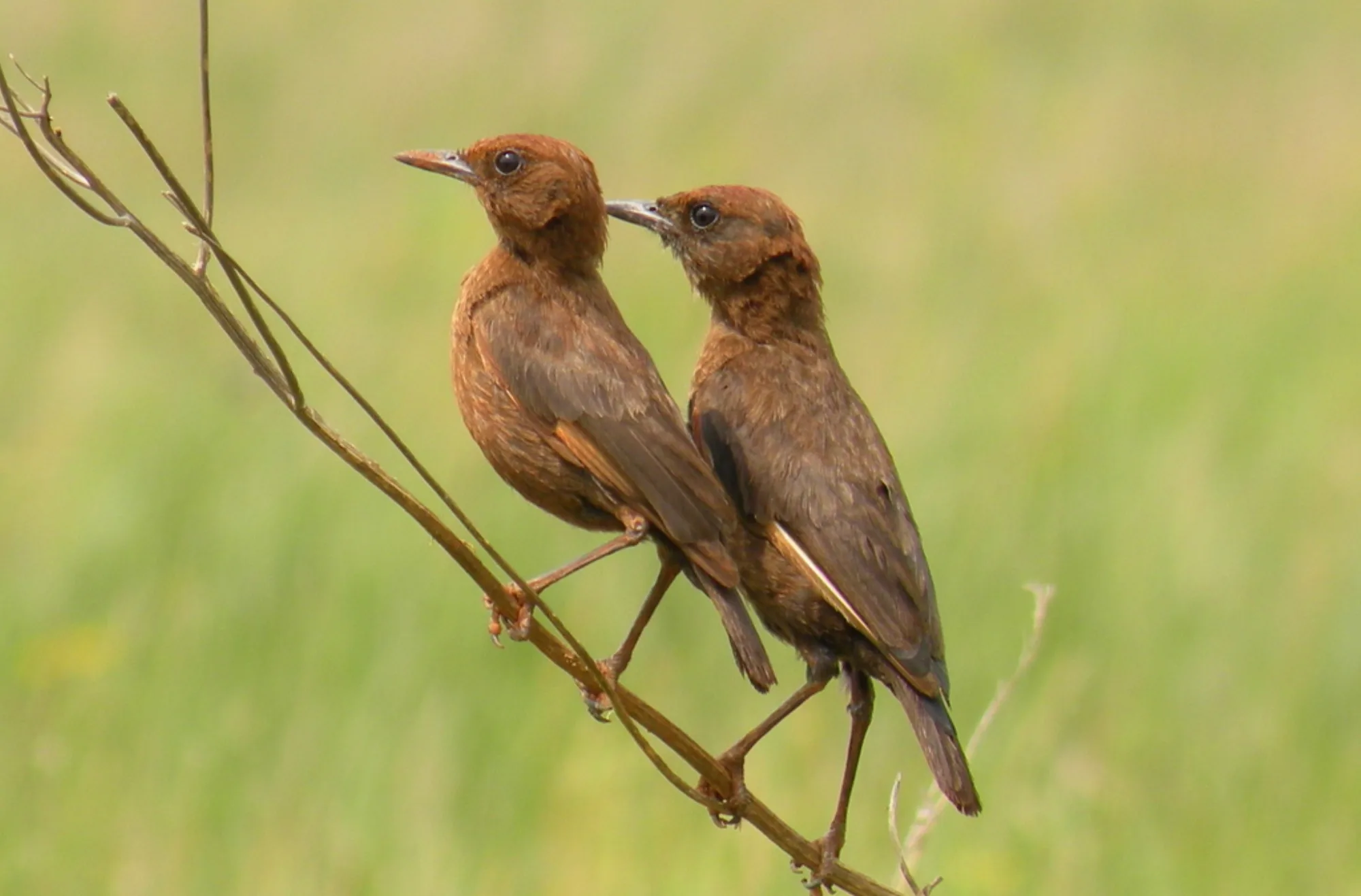 Ant-eating Chat