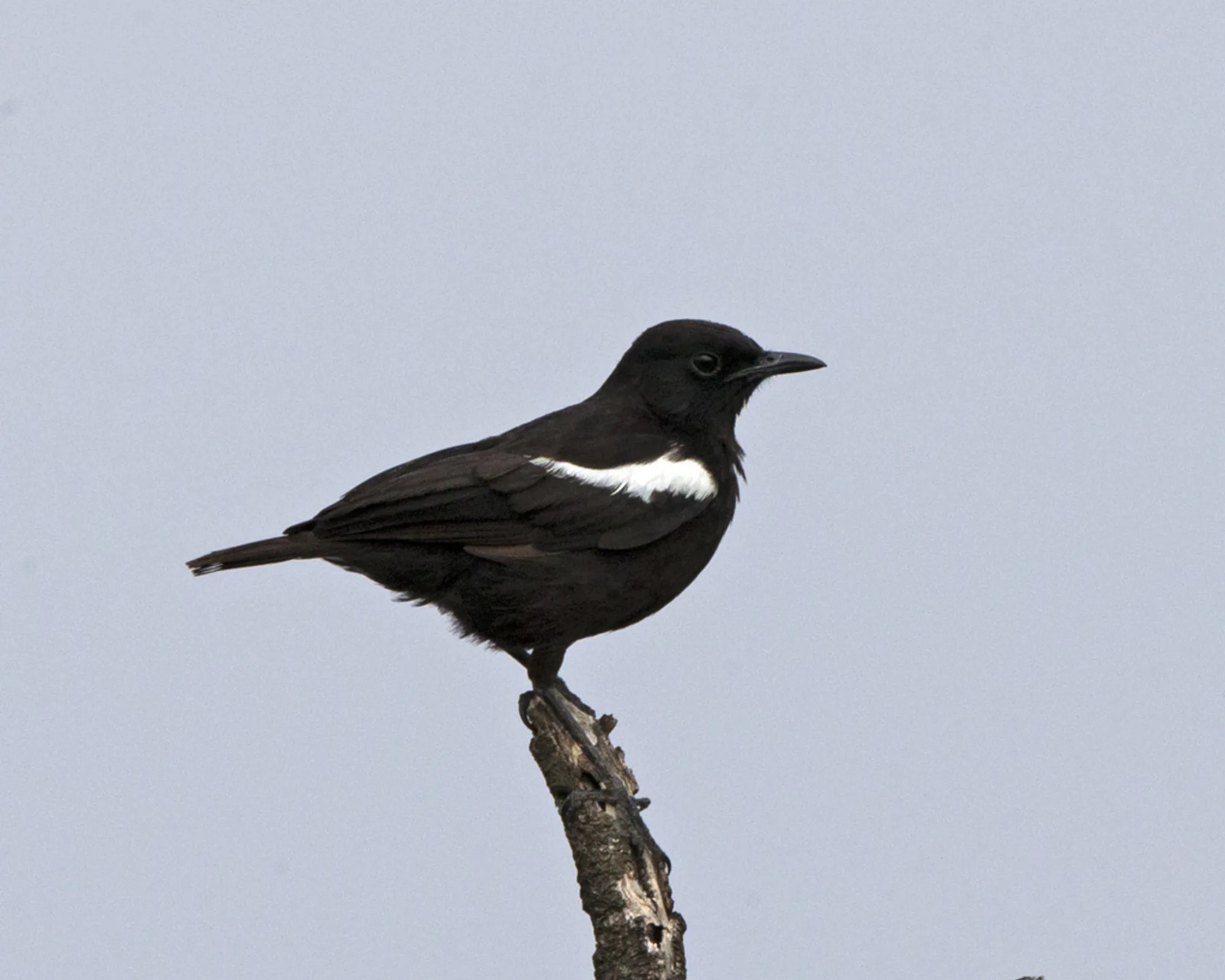 Sooty Chat