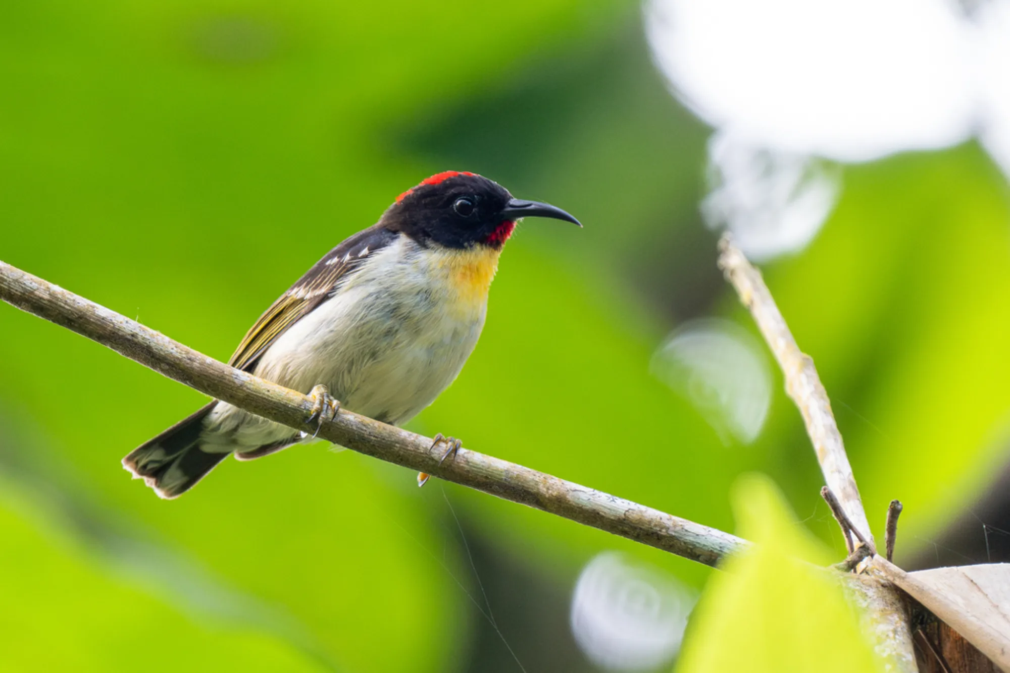 Sulphur-breasted Myzomela