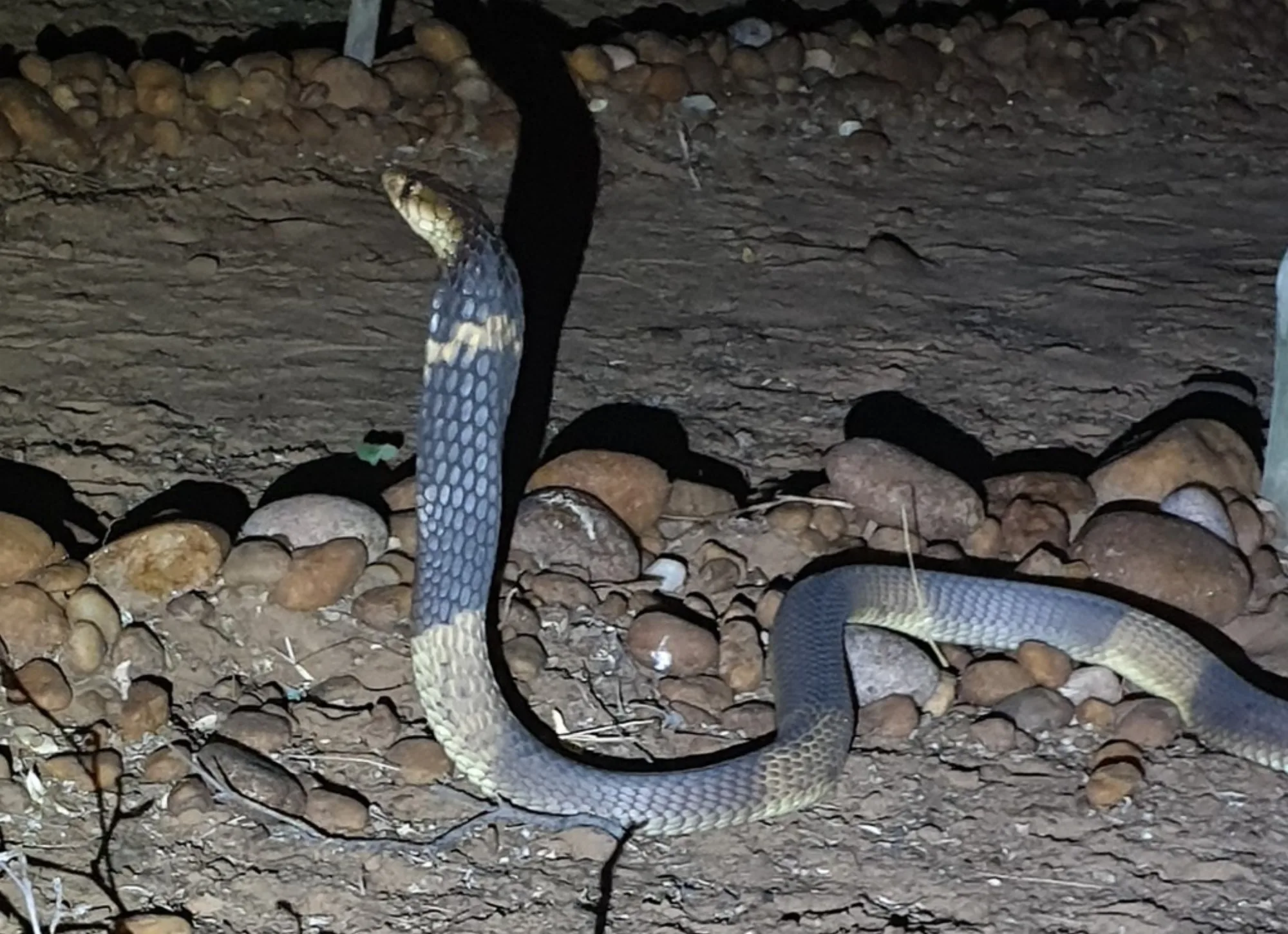 Anchieta's Cobra