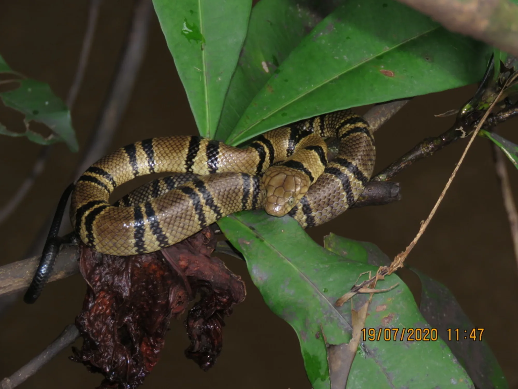 Ringed Water Cobra