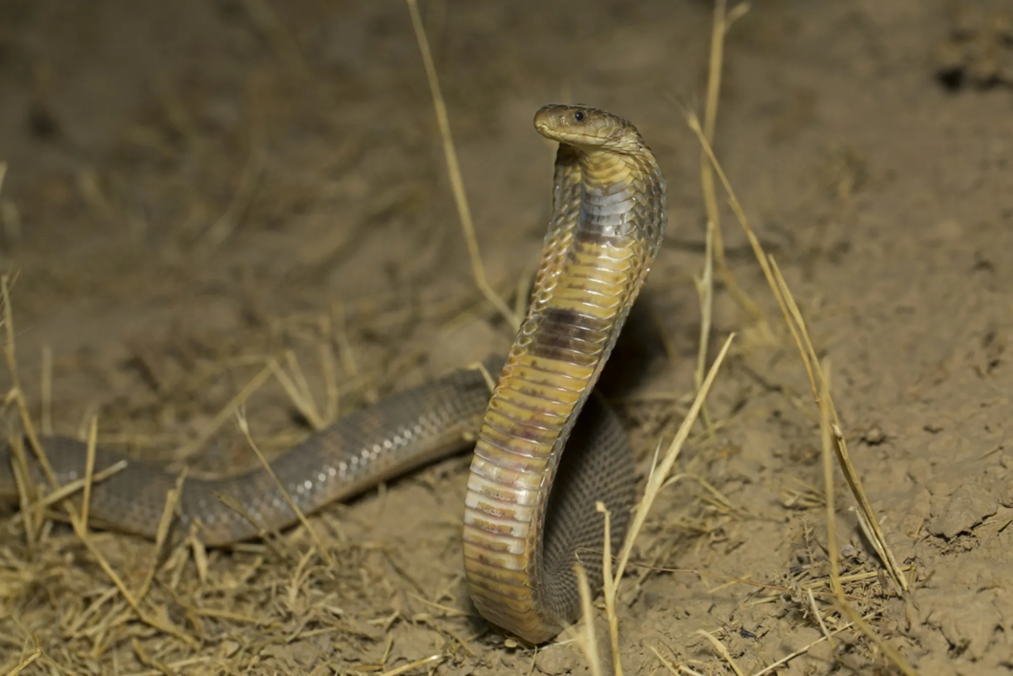 Caspian Cobra