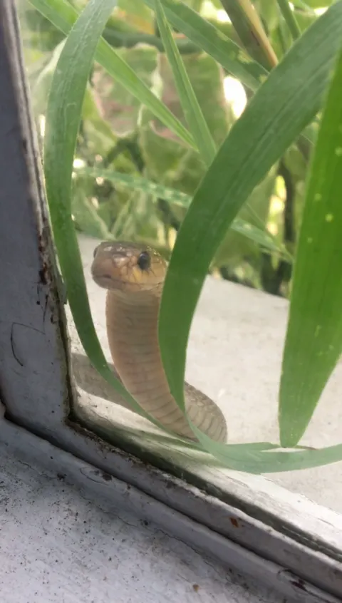 Philippine Cobra