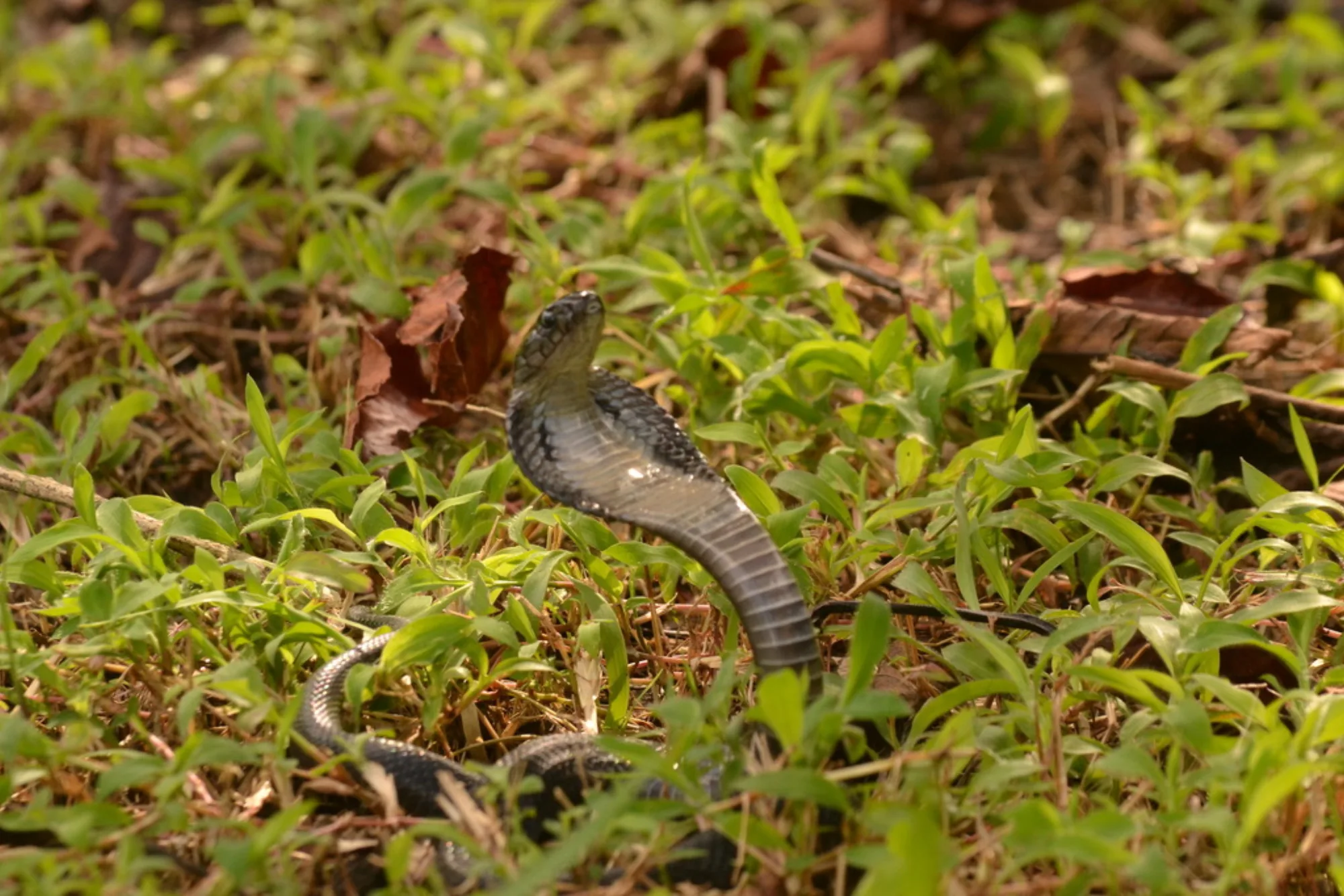 Andaman Cobra