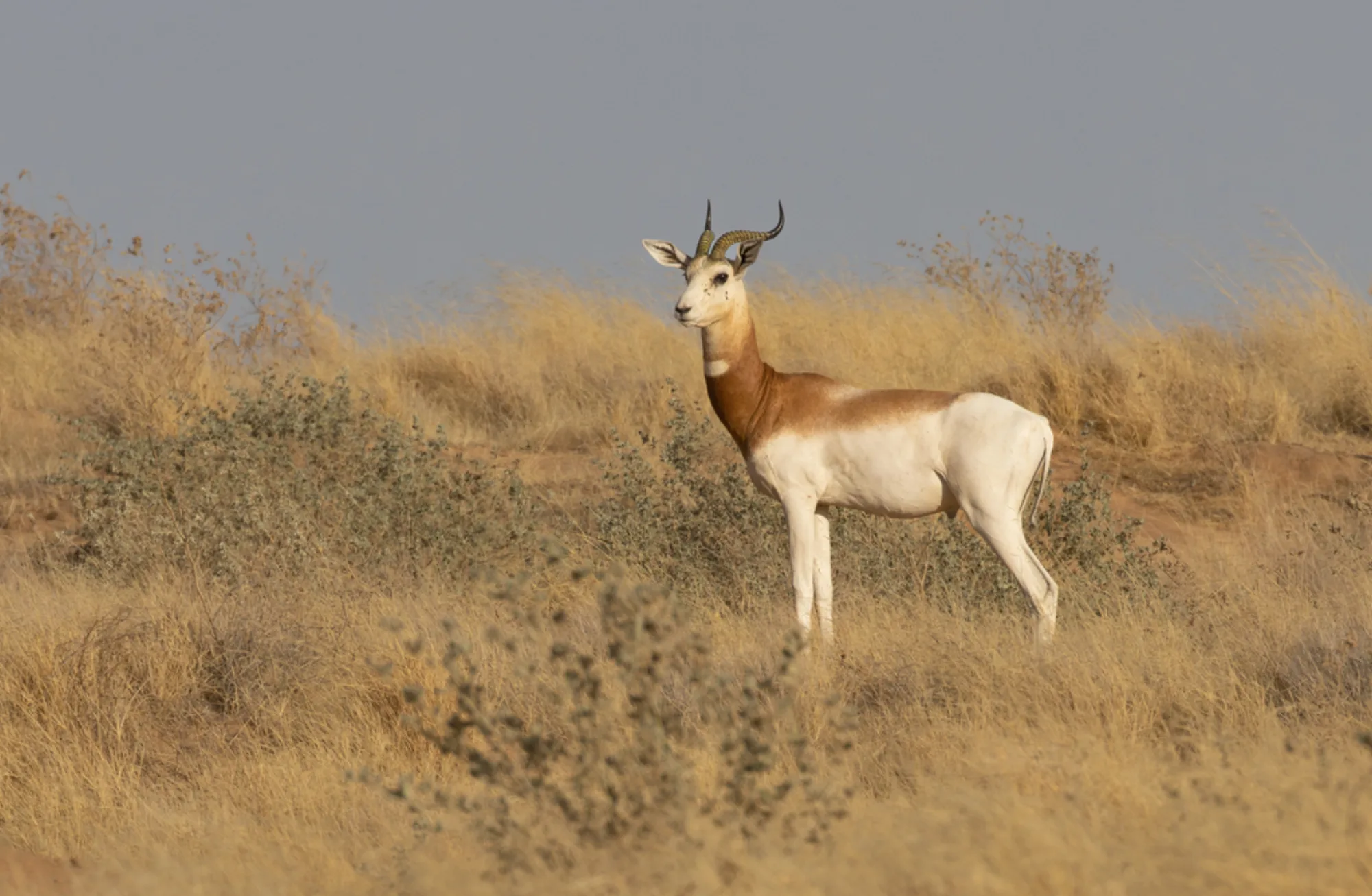 Dama Gazelle