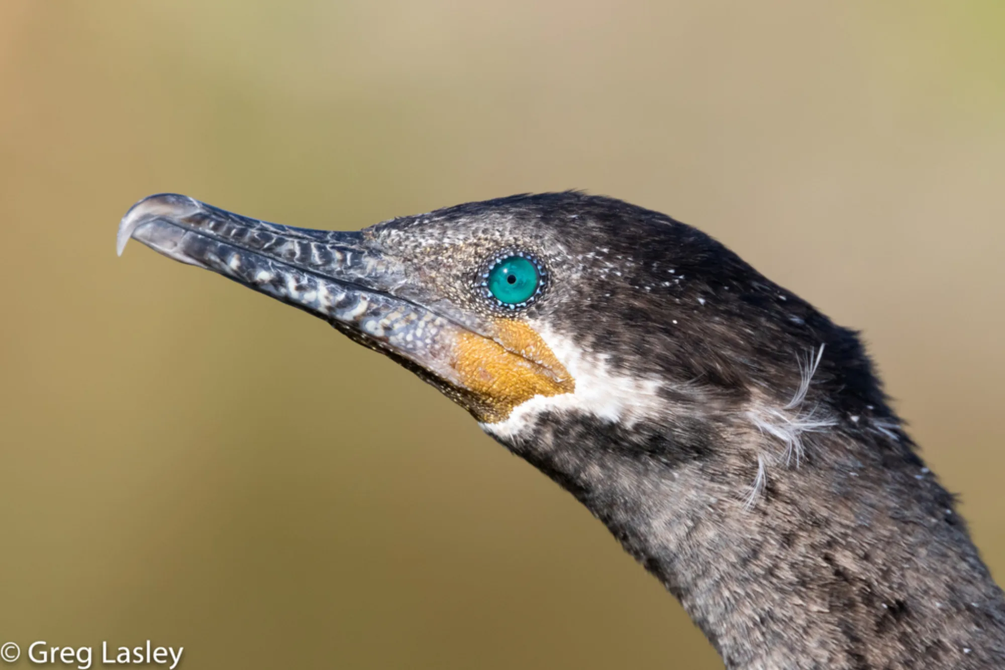 Neotropical Cormorant