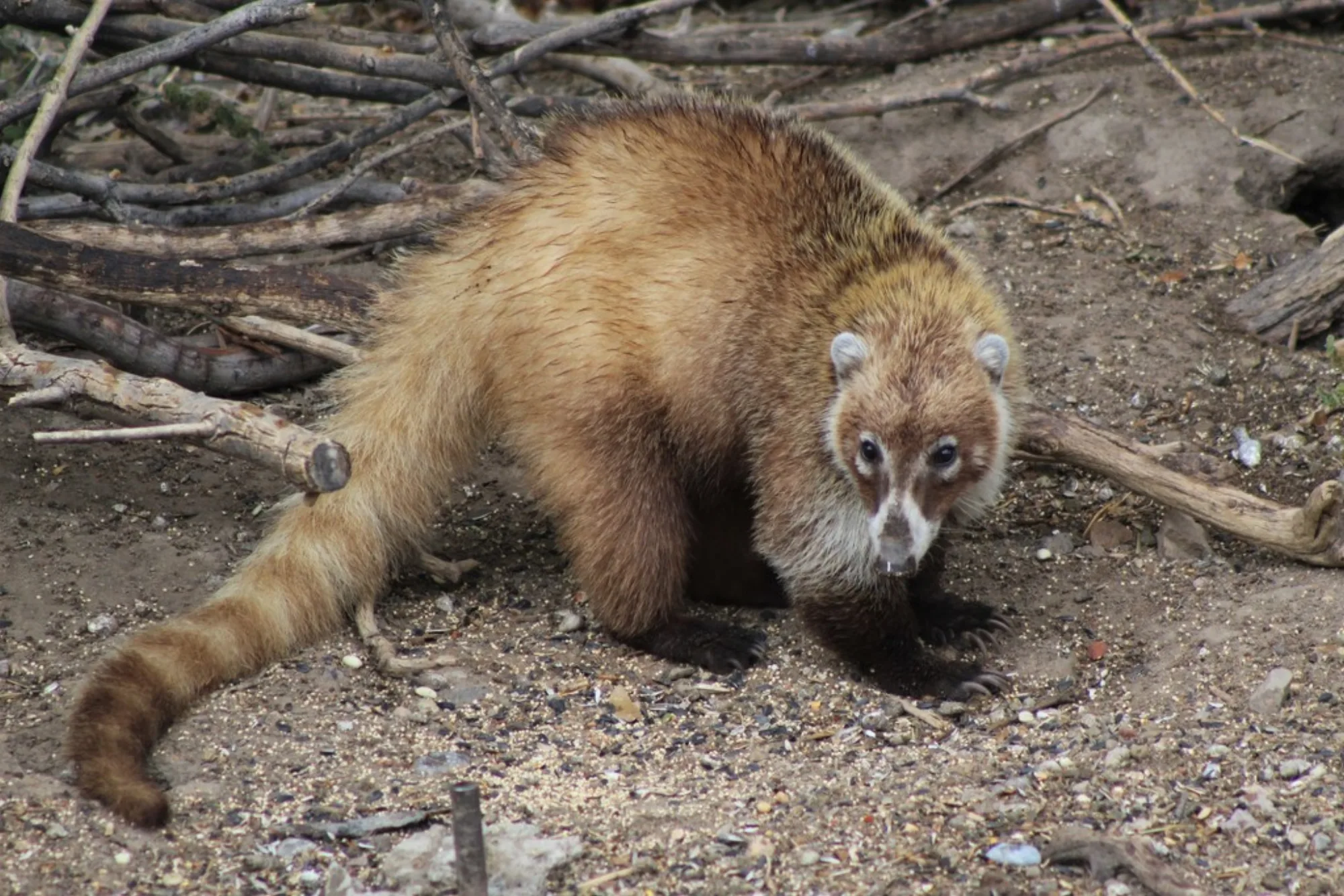 White-nosed Coati
