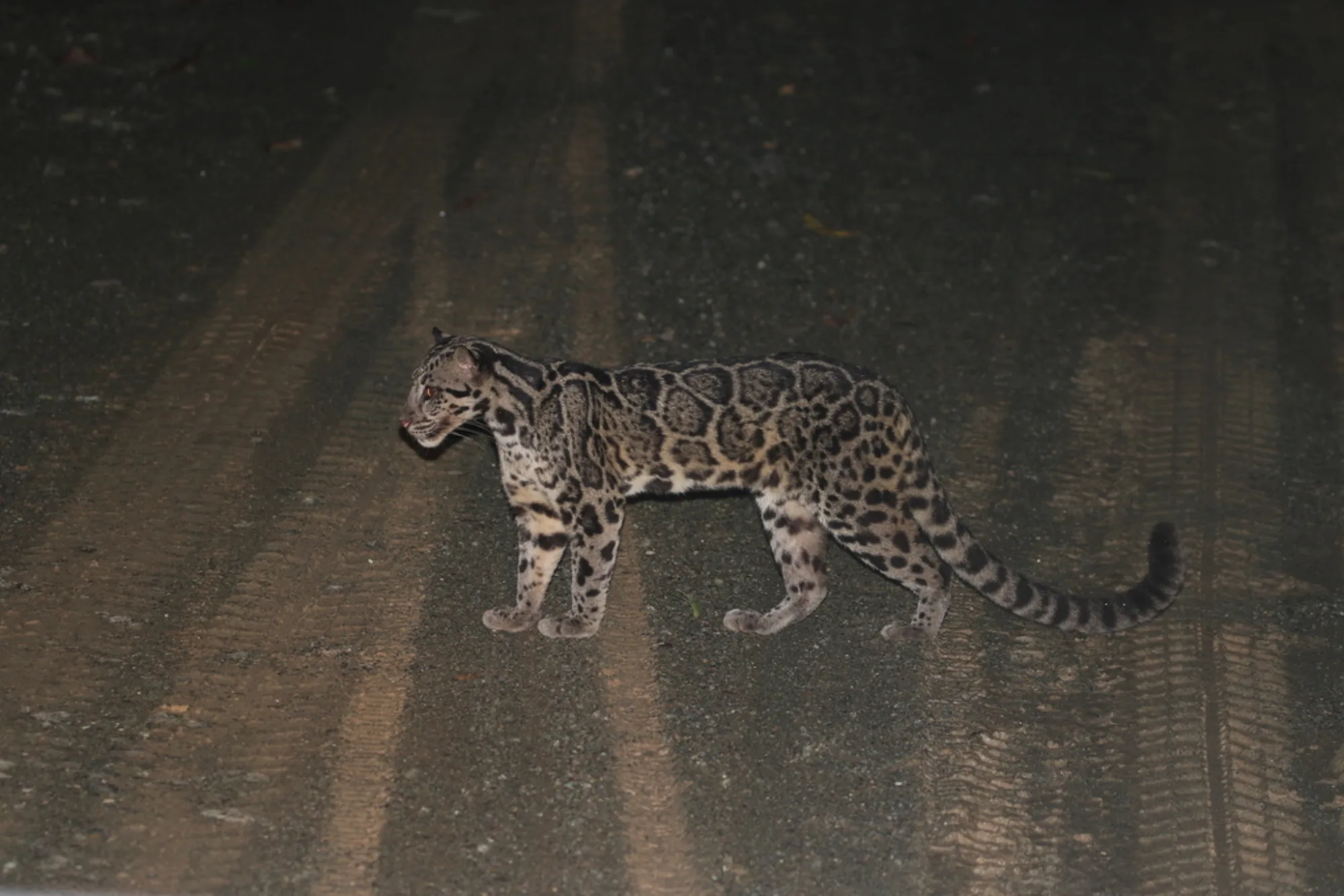 Sunda Clouded Leopard