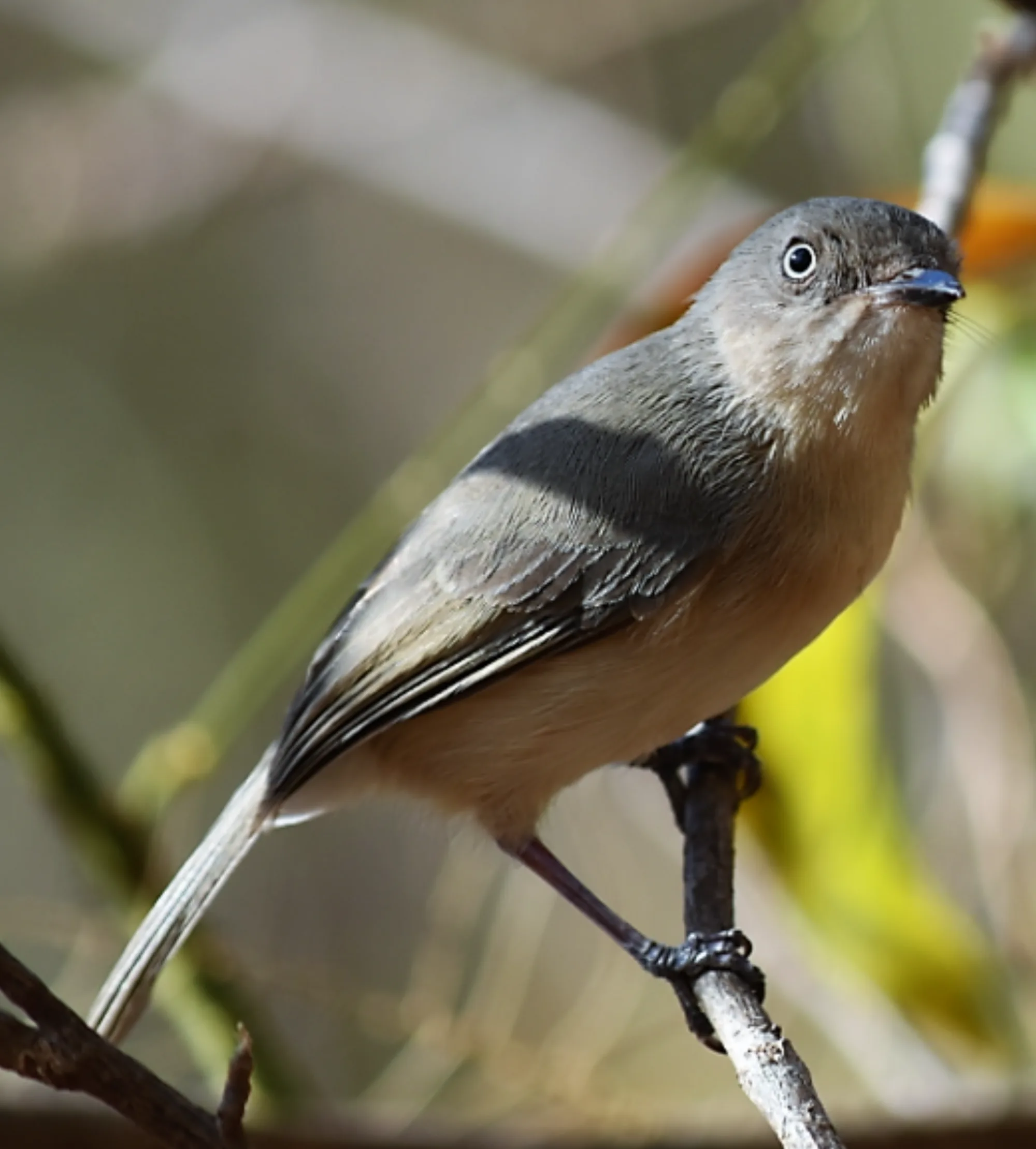 Common Newtonia