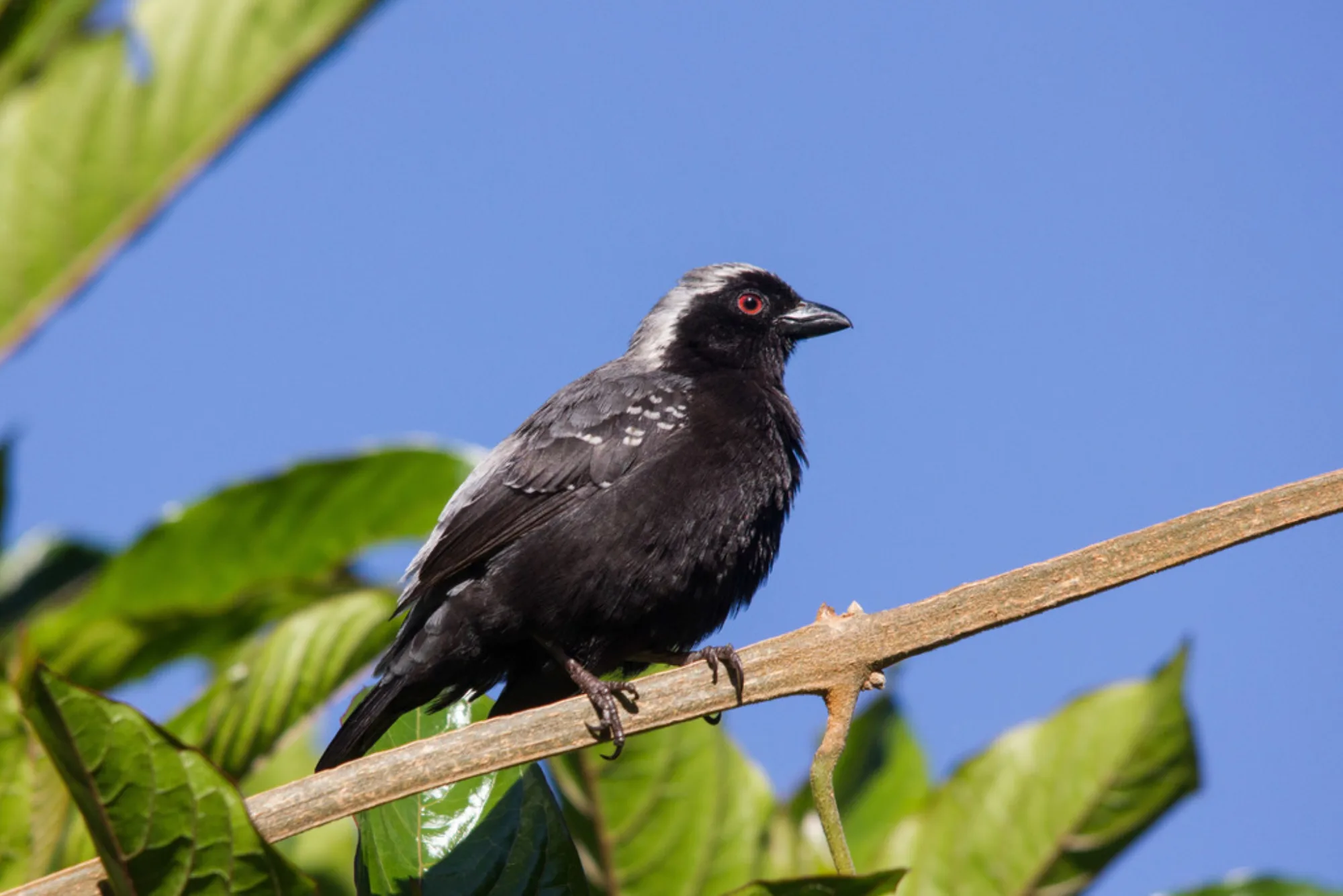 Grey-headed Nigrita