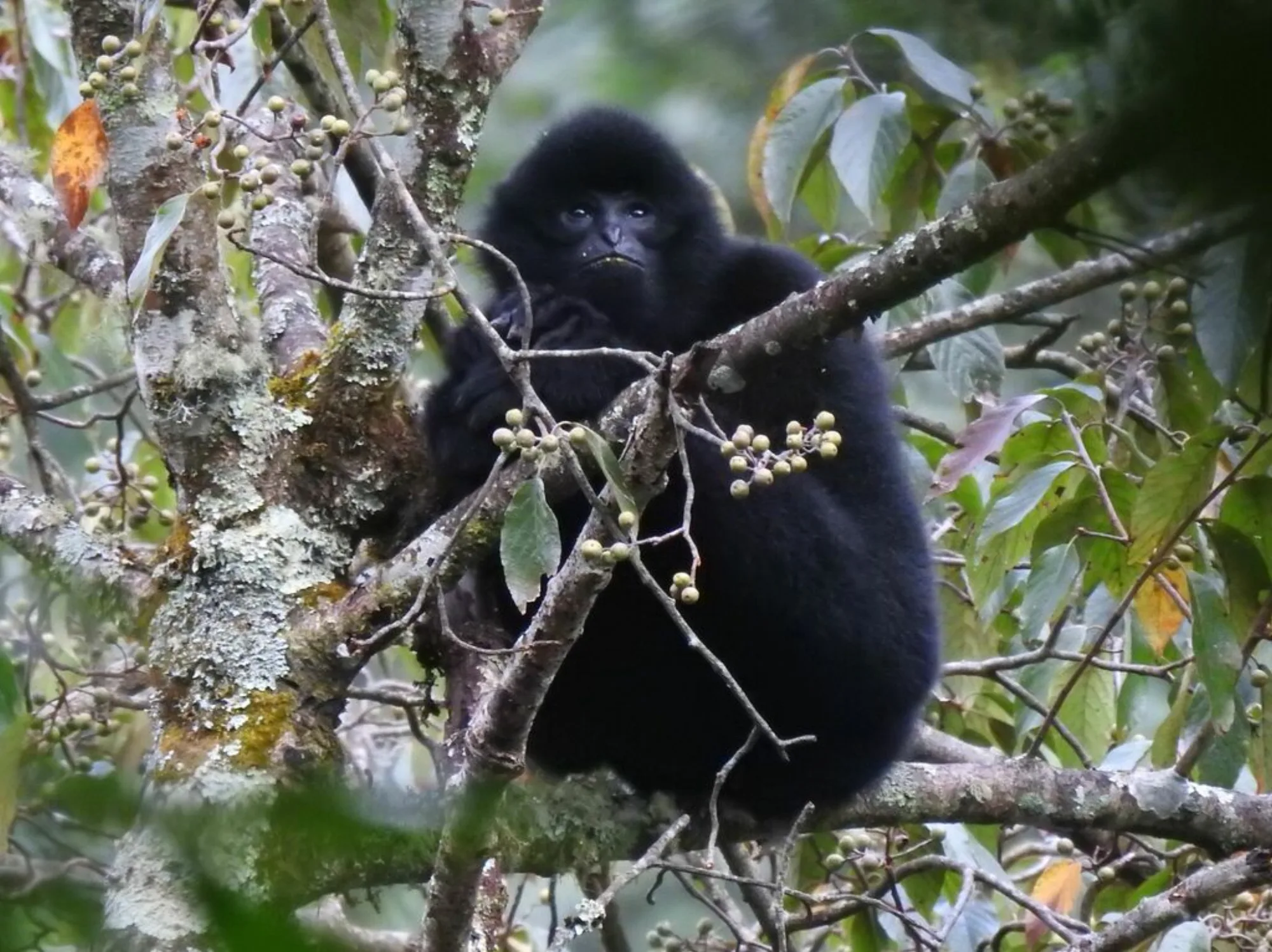 Black Crested Gibbon