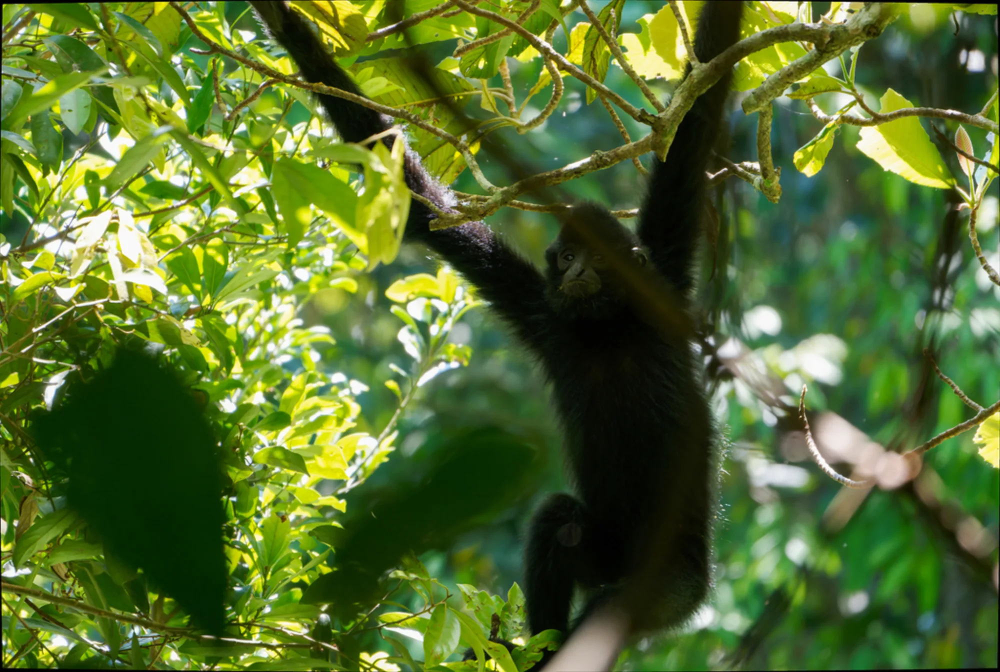 Hainan Black Crested Gibbon