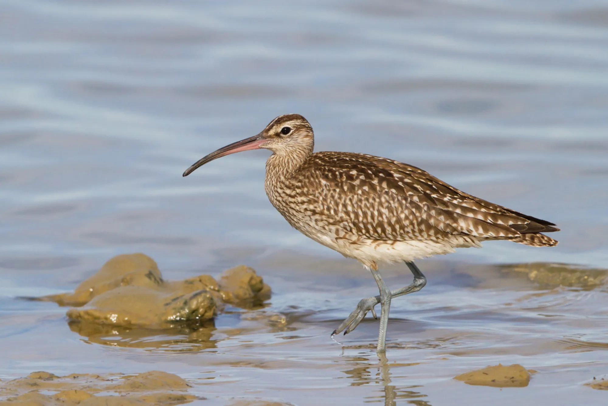 Whimbrel