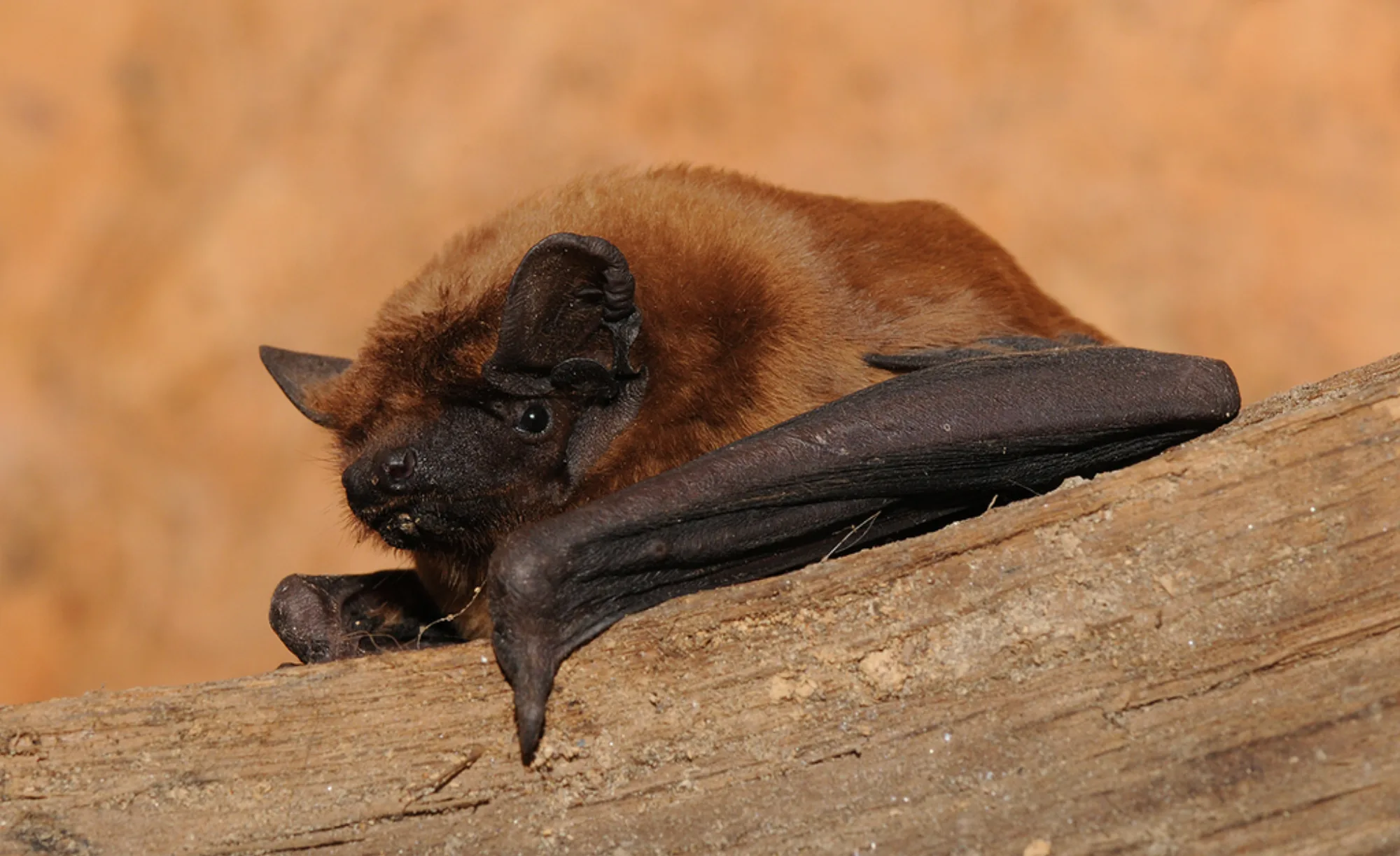 Noctule