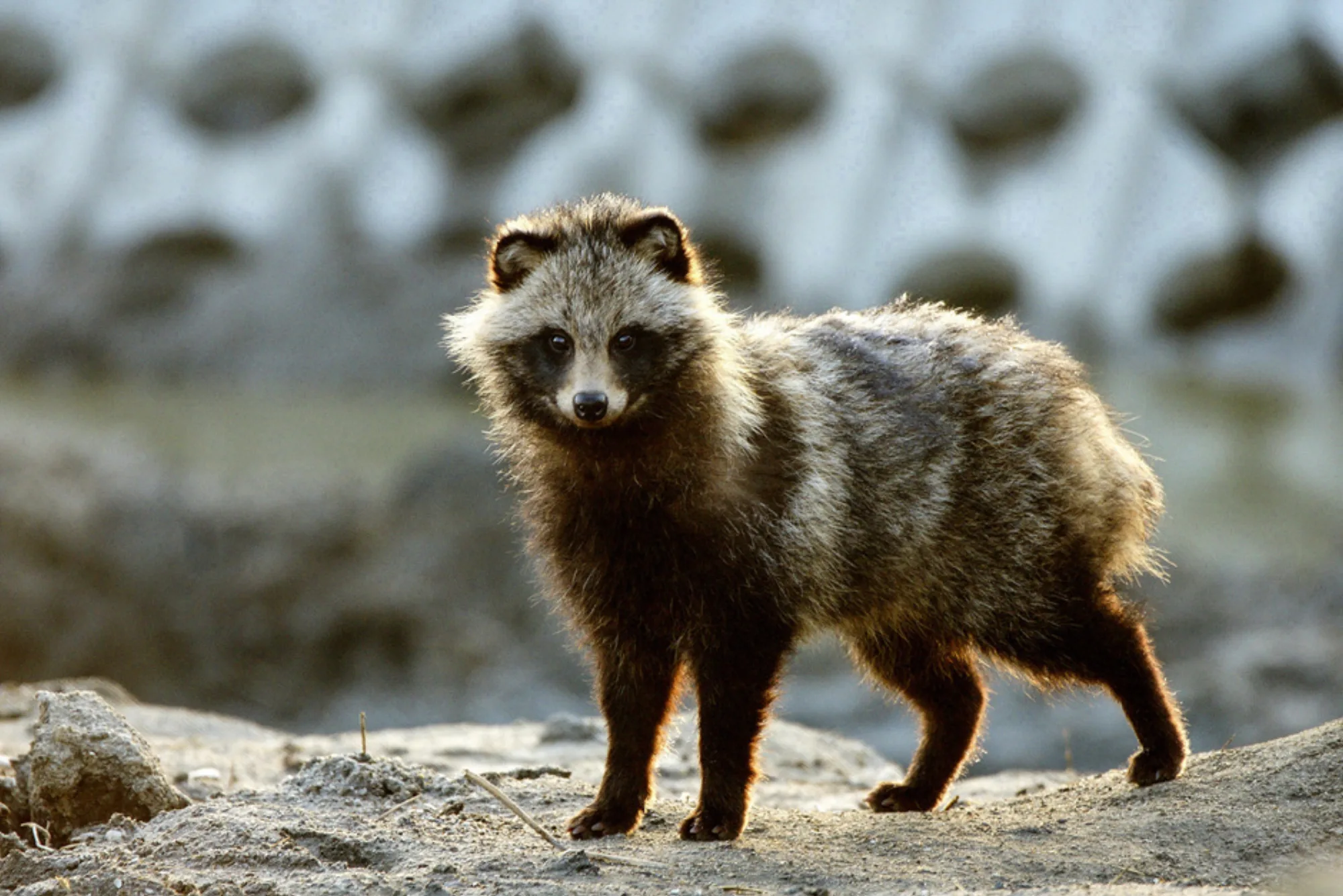 Raccoon Dog