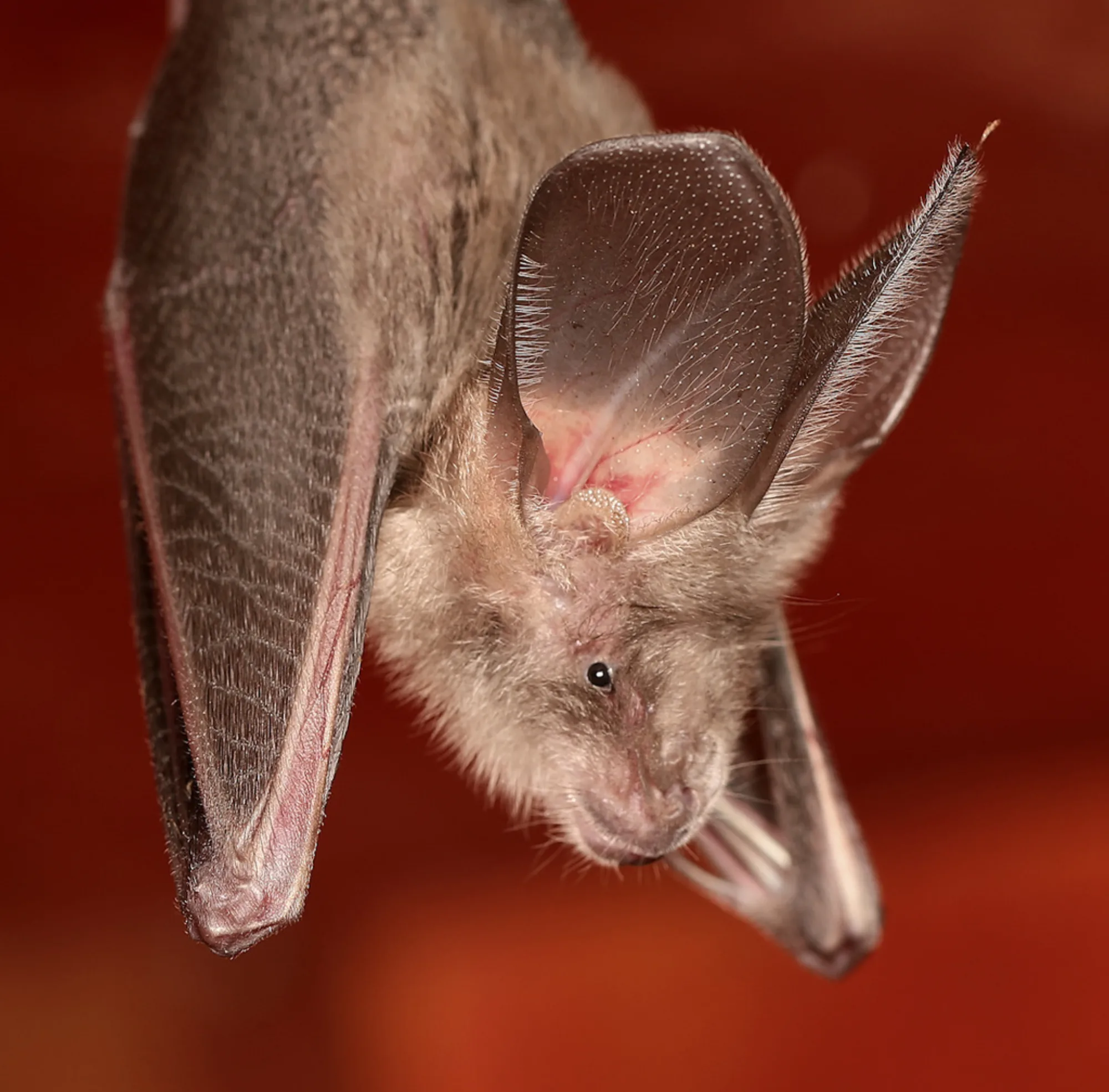 Egyptian Slit-faced Bat