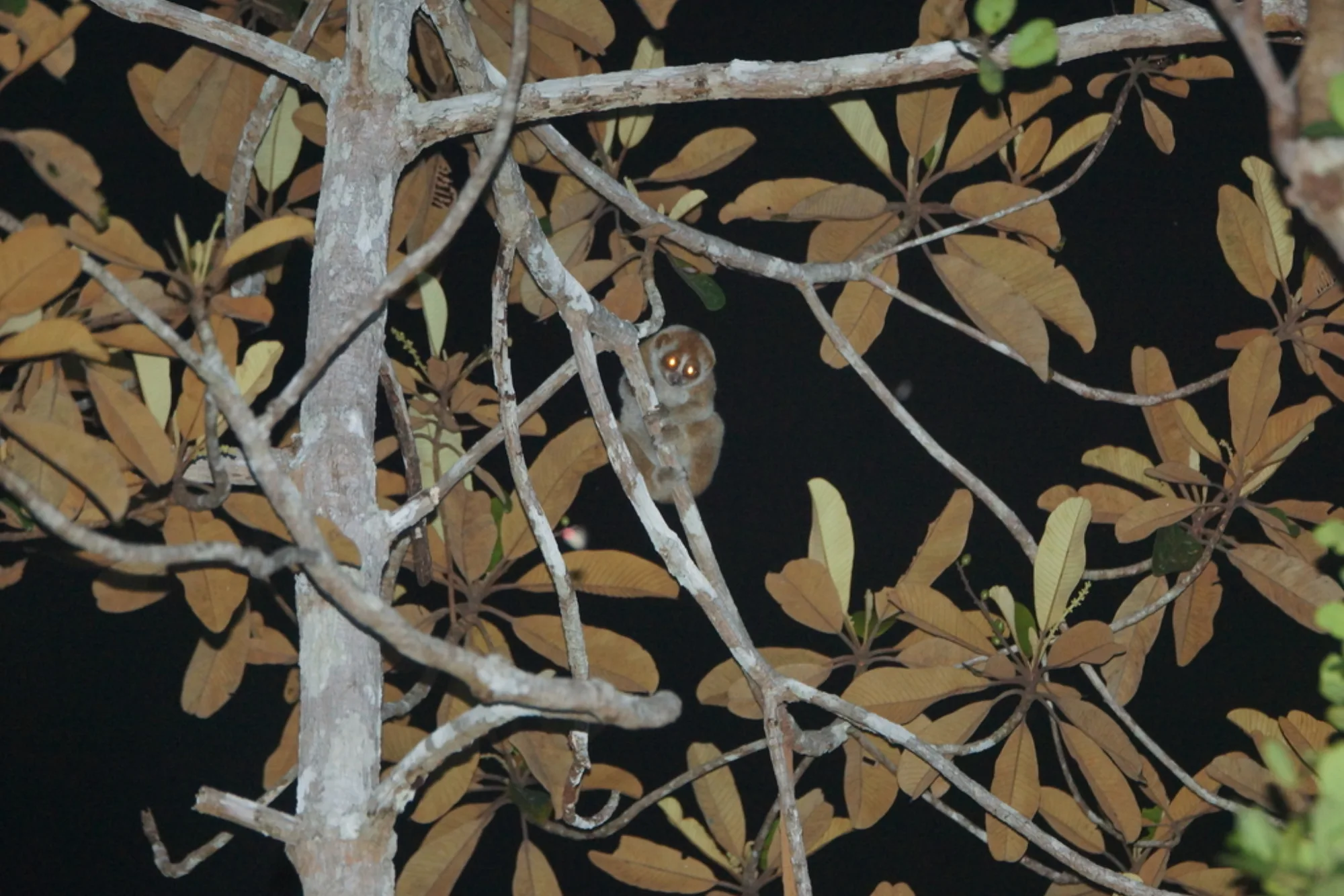 Bornean Slow Loris