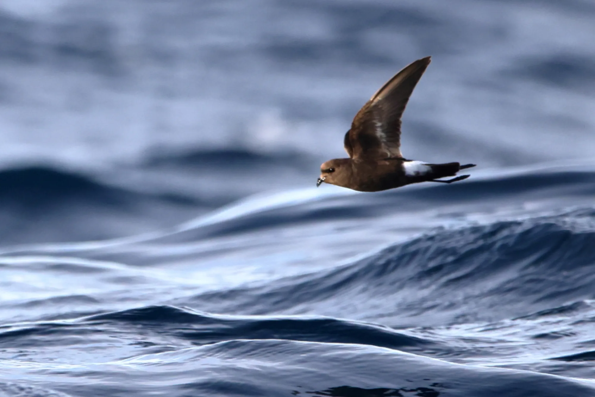 Wilson's Storm Petrel