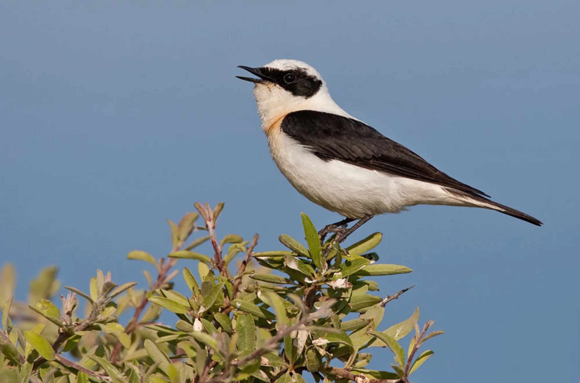 Eastern Black-eared Wheatear