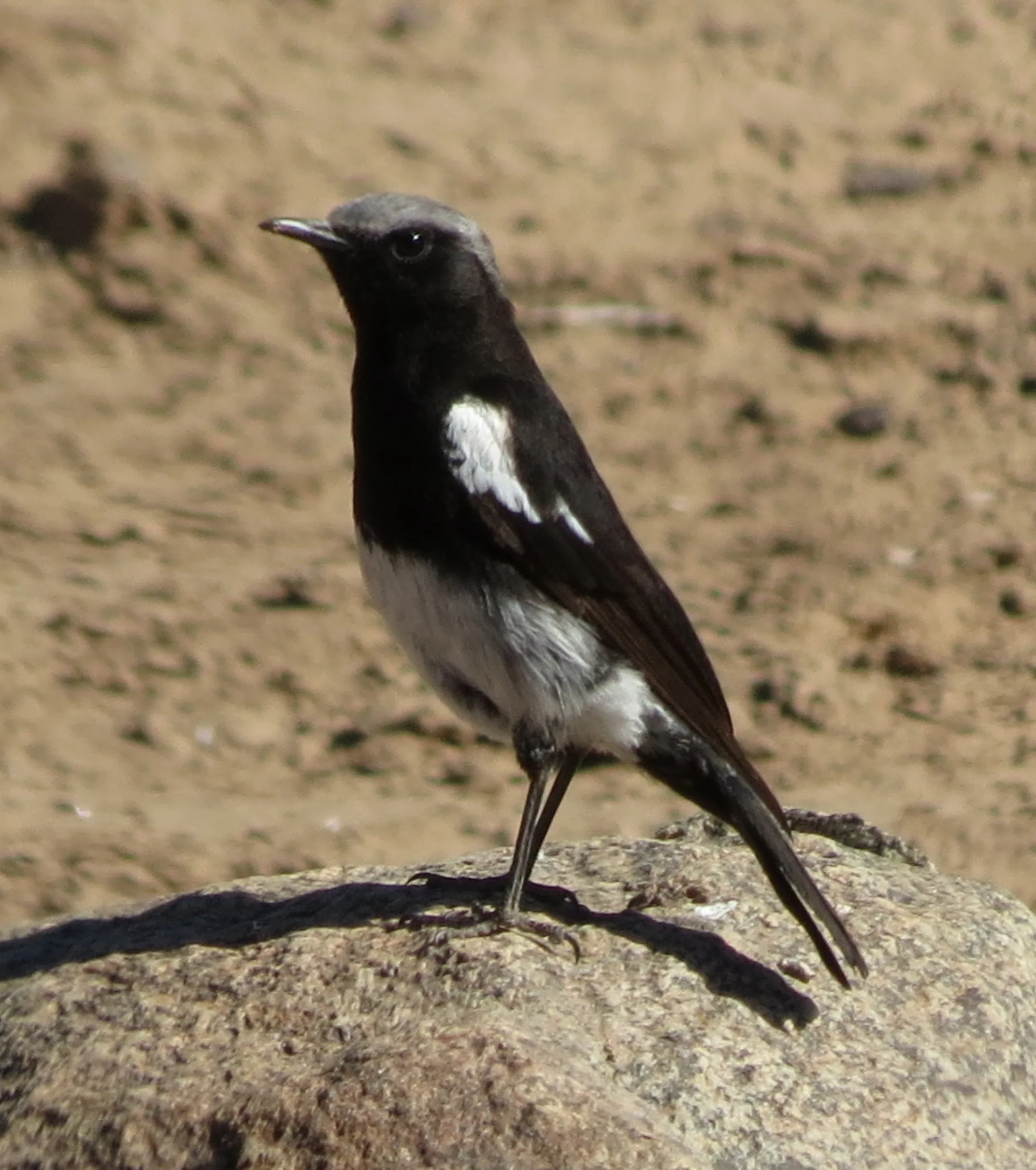 Mountain Wheatear
