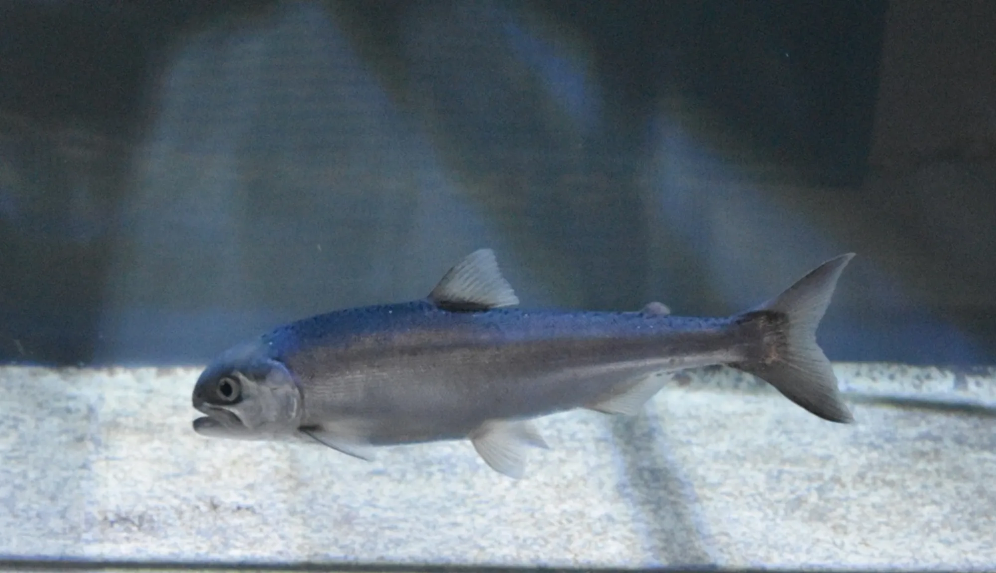 Black Kokanee Salmon