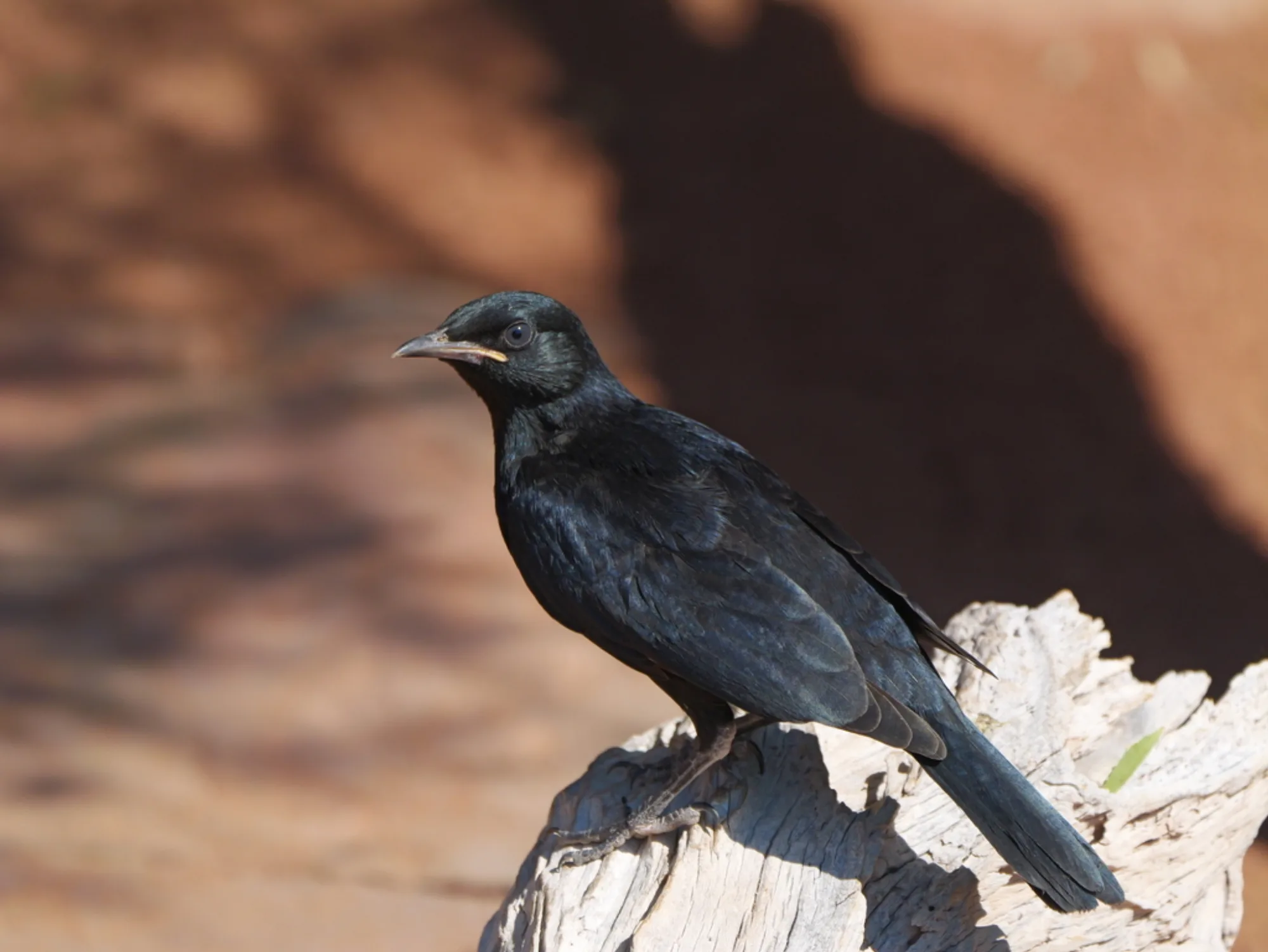 Pale-winged Starling