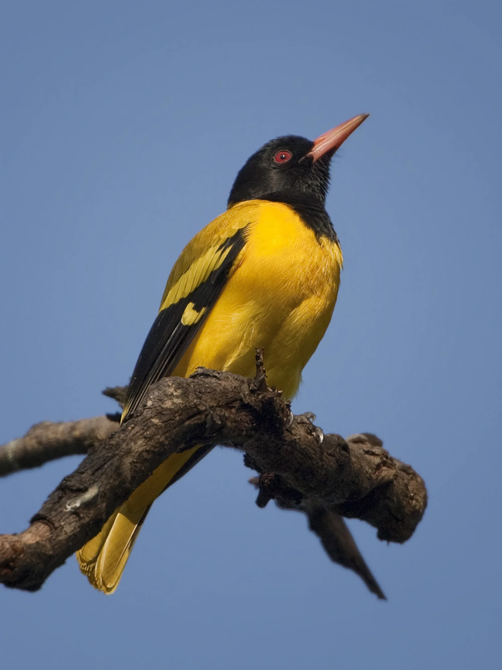 Black-hooded Oriole