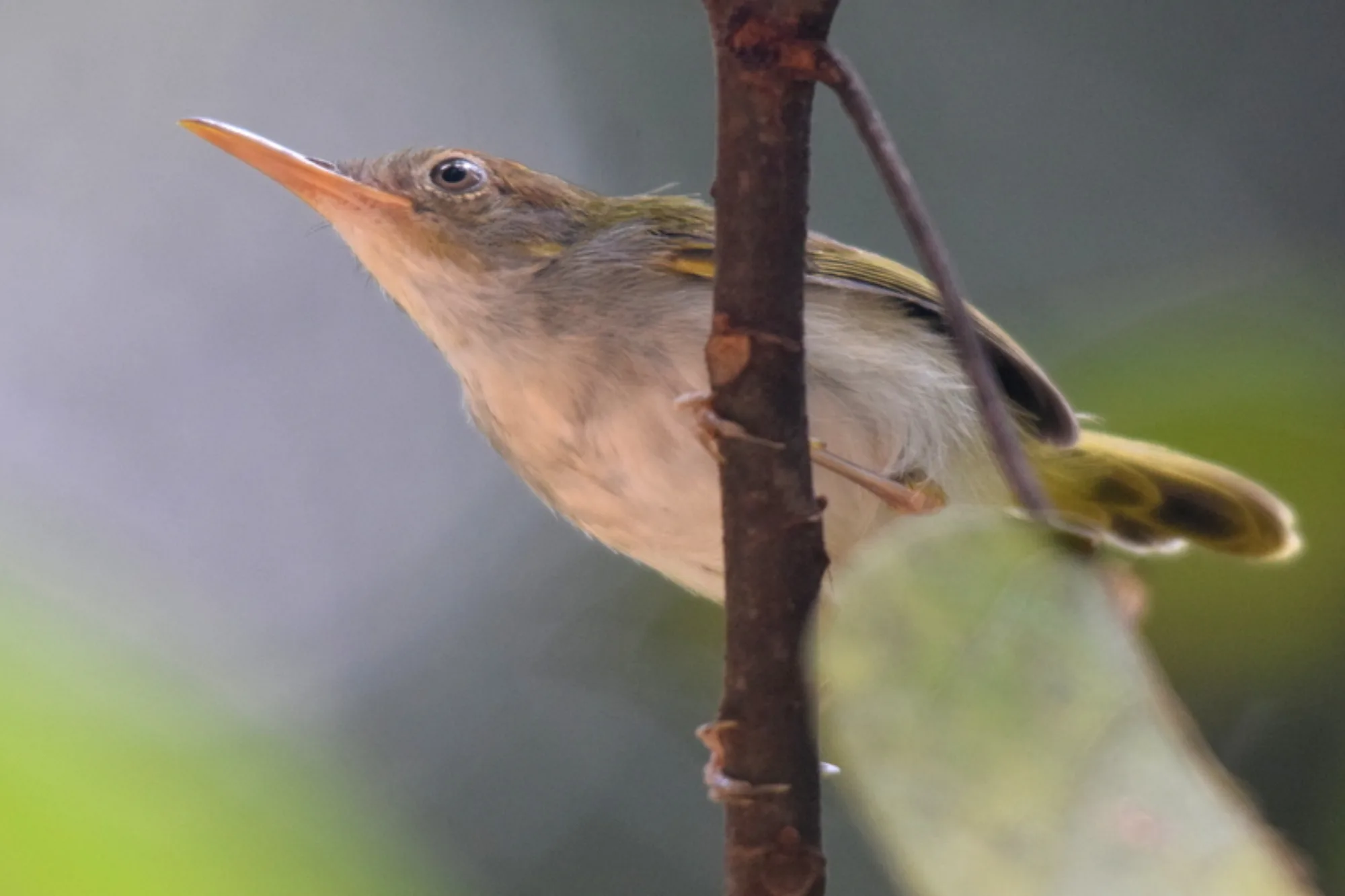 Dark-necked Tailorbird
