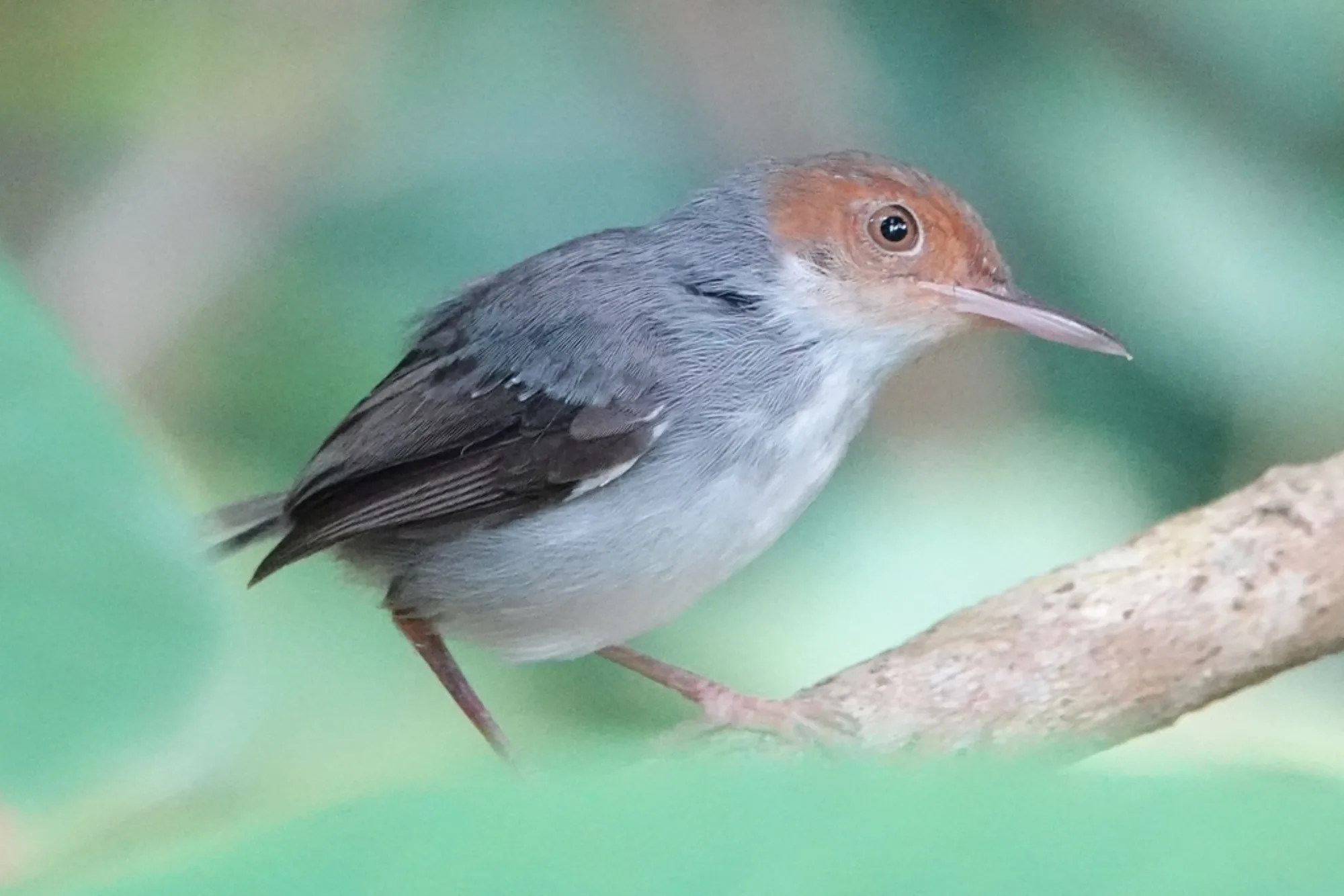 Ashy Tailorbird