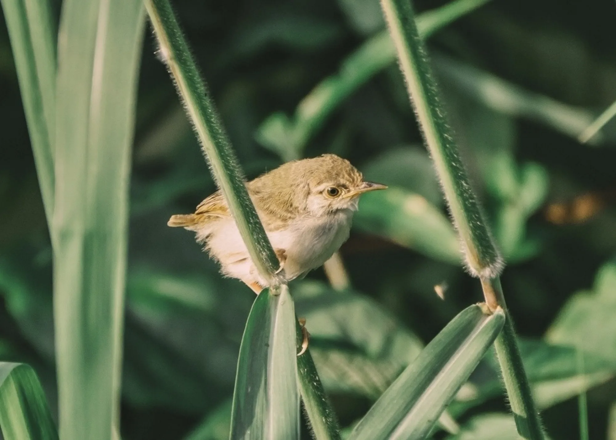 Common Tailorbird