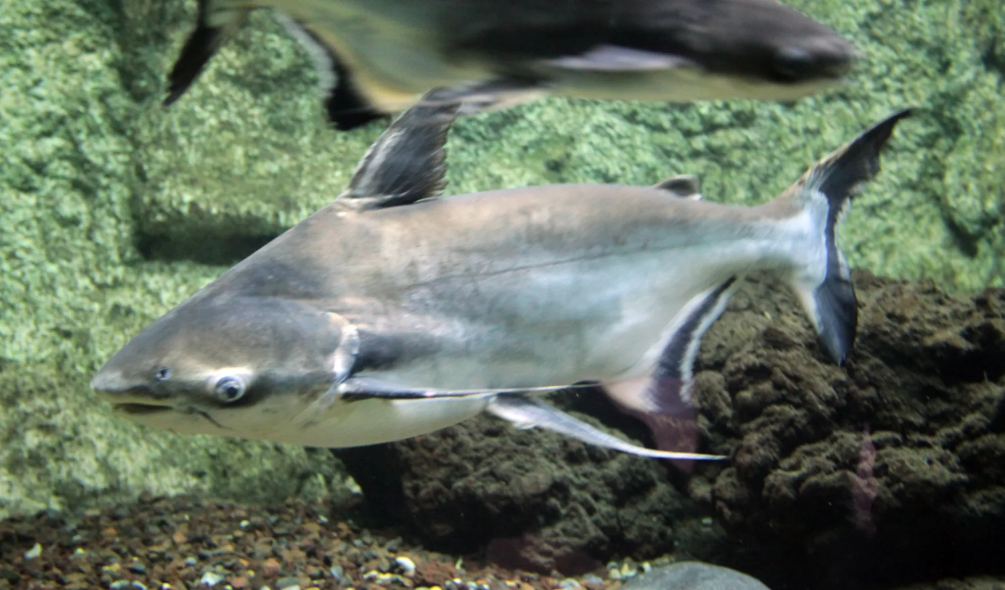 Giant Pangasius