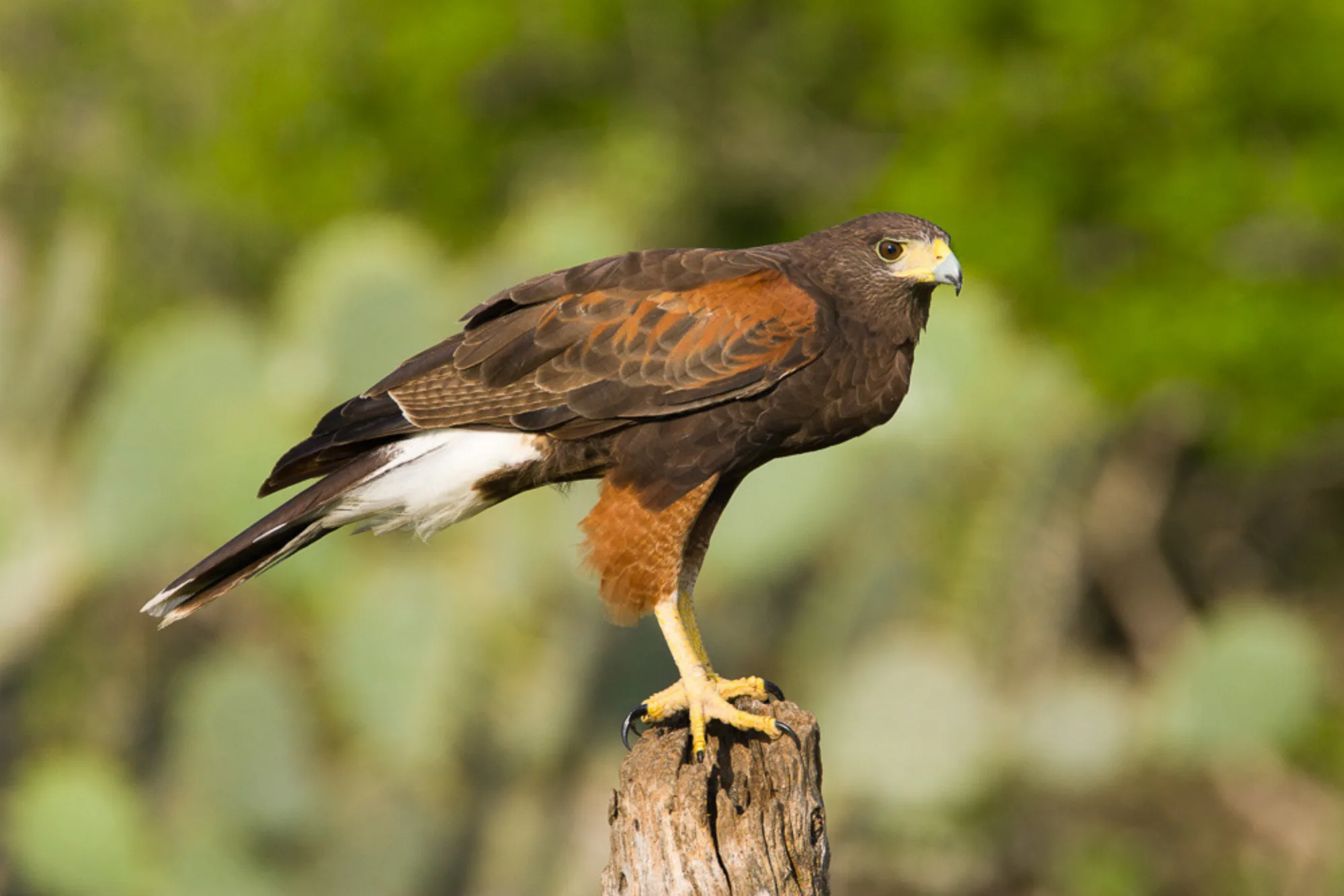 Harris's Hawk