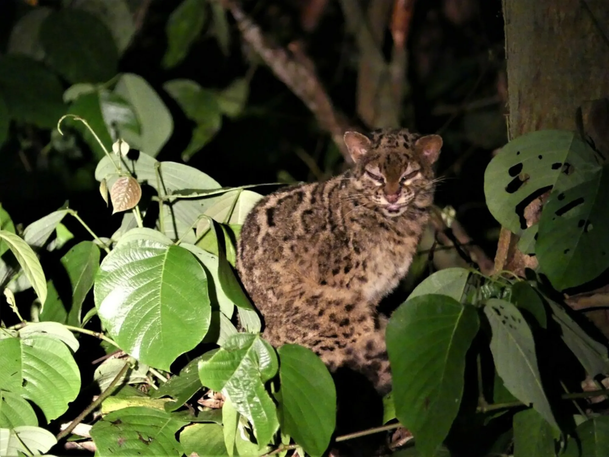 Marbled Cat