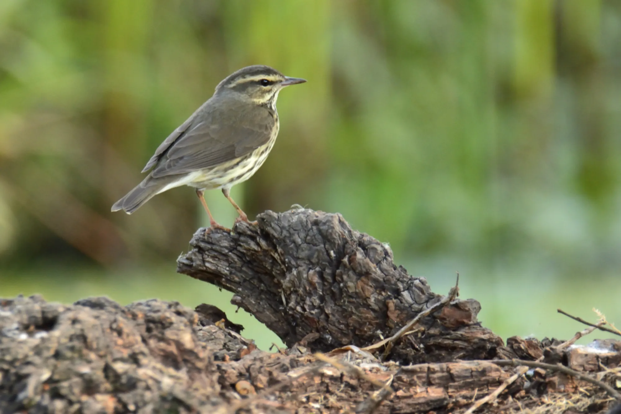 Northern Waterthrush