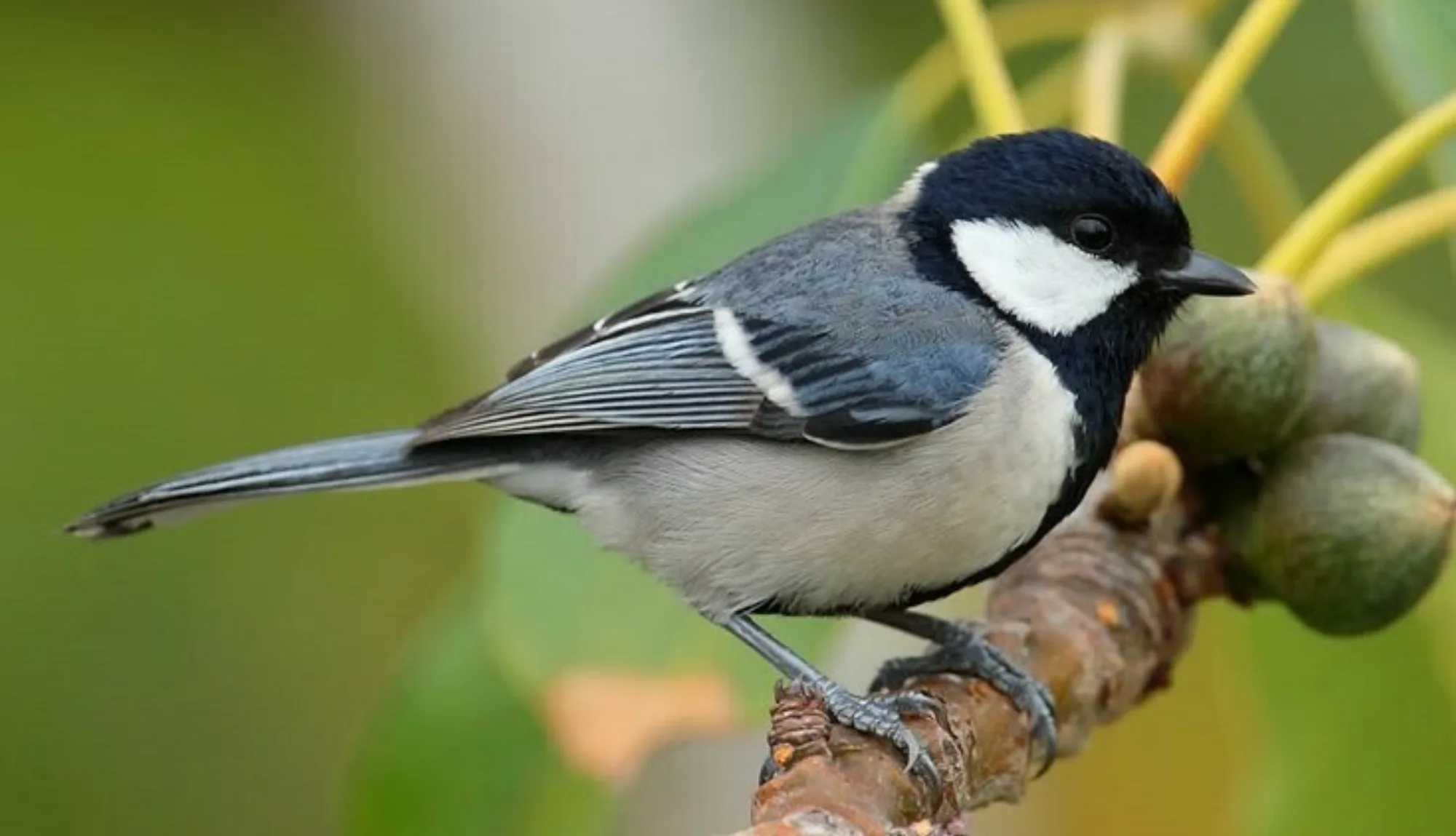 Cinereous Tit