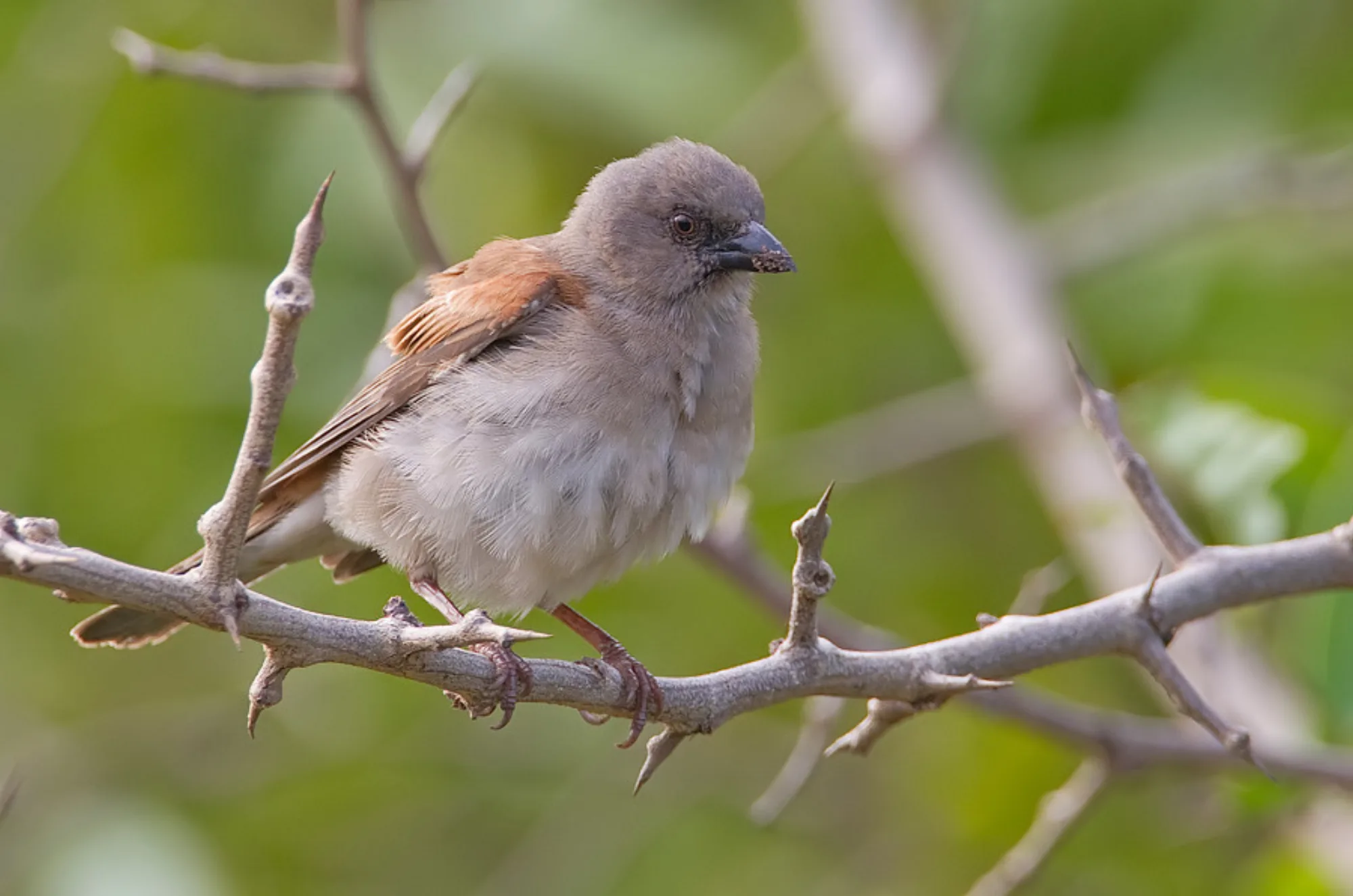 Northern Grey-headed Sparrow