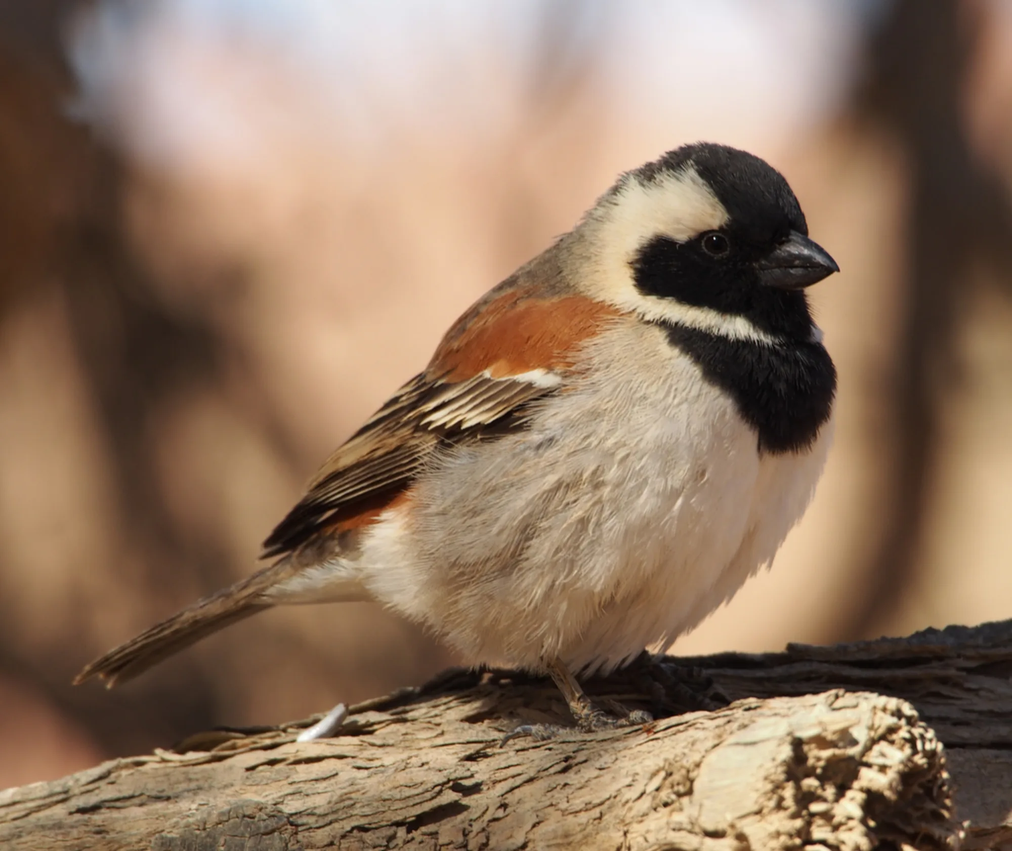 Cape Sparrow