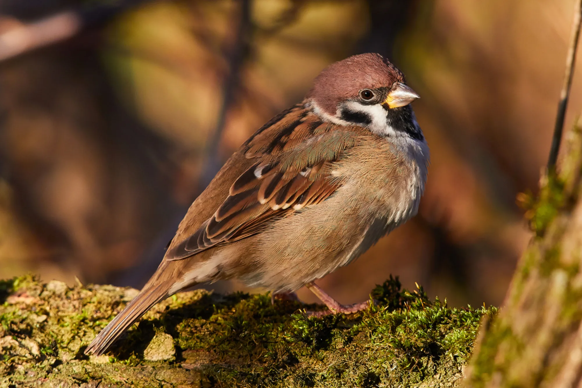 Eurasian Tree Sparrow