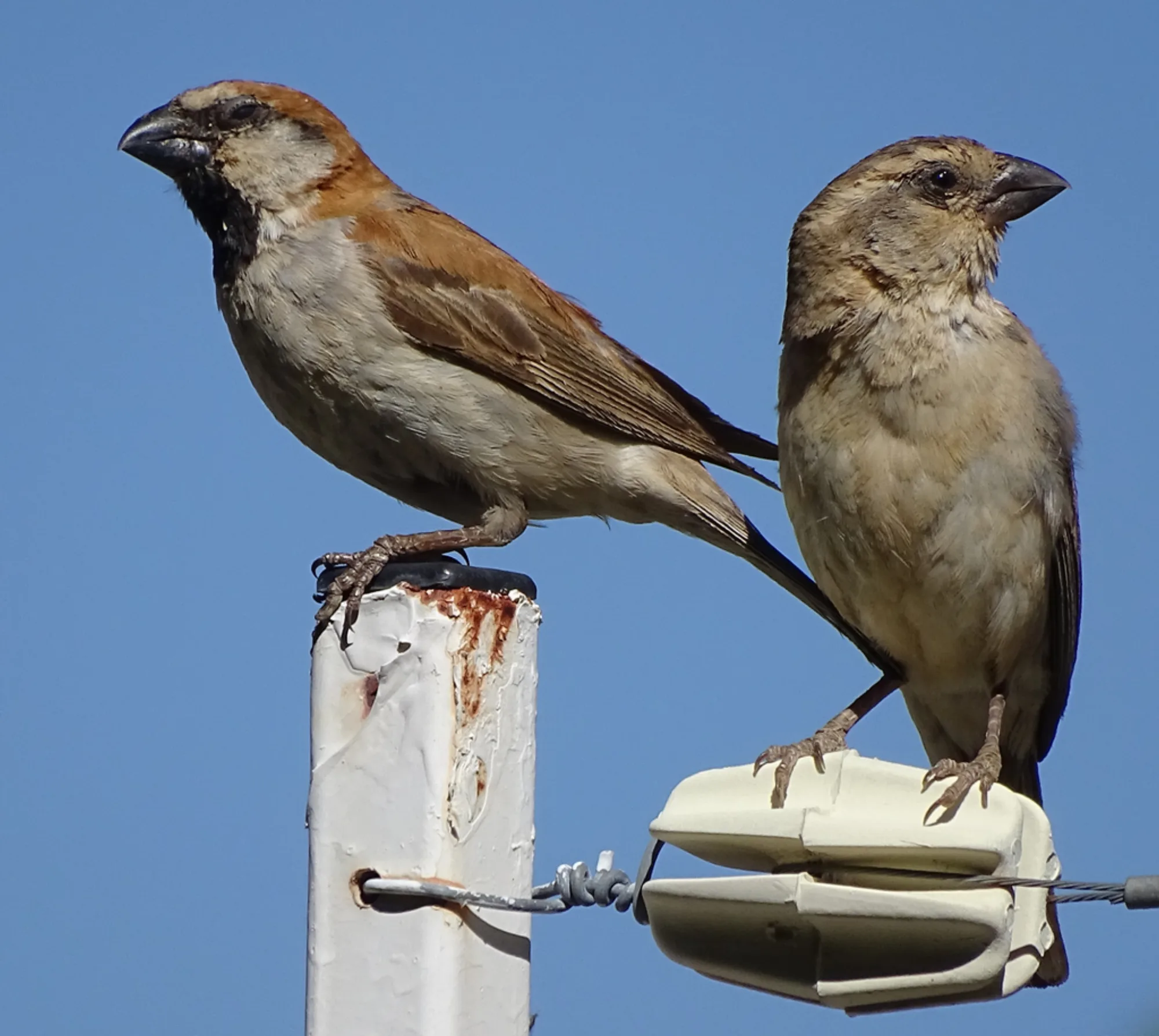 Great Sparrow