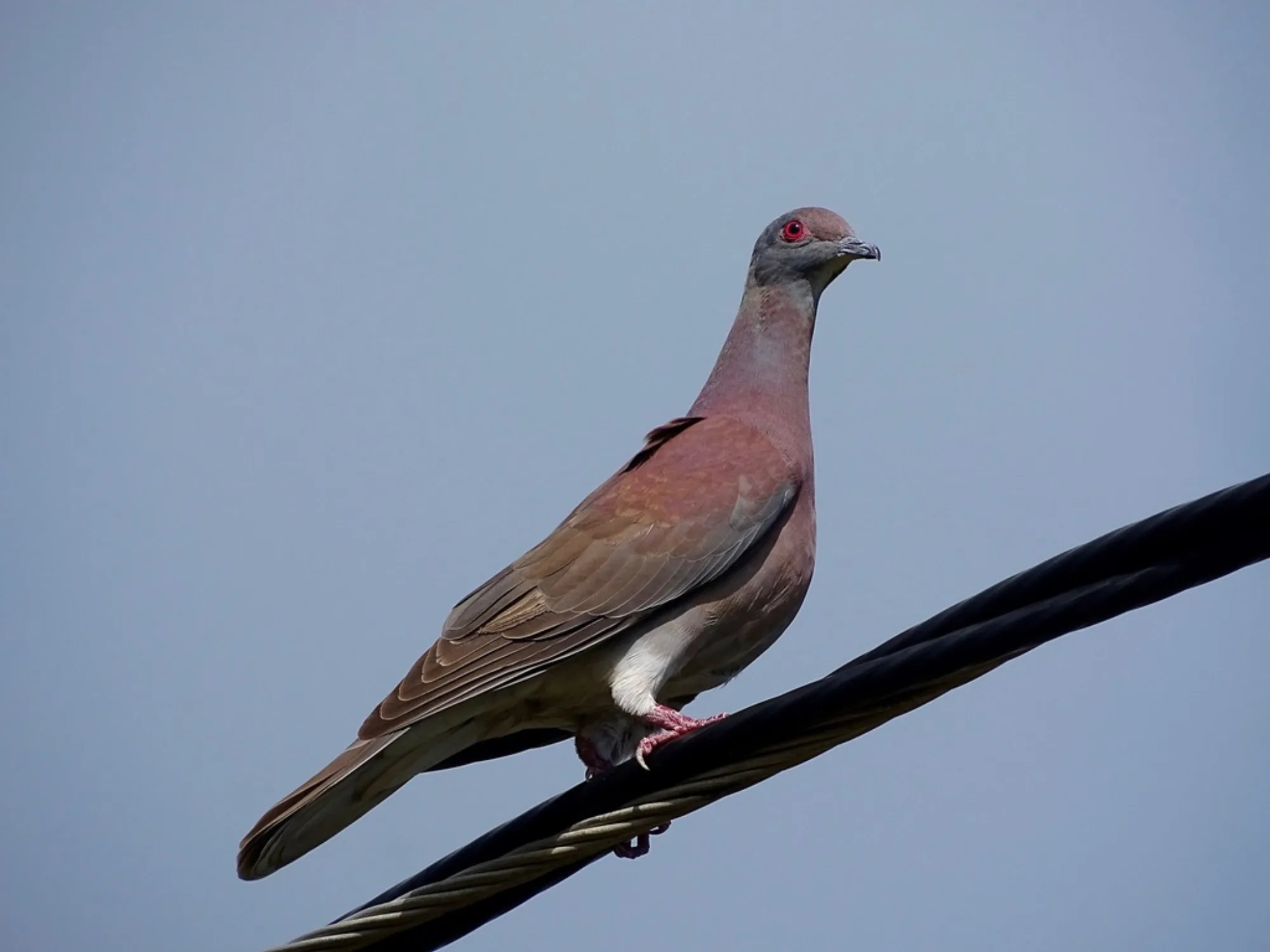 Pale-vented Pigeon