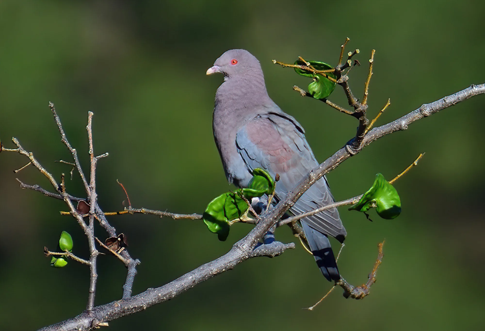 Red-billed Pigeon