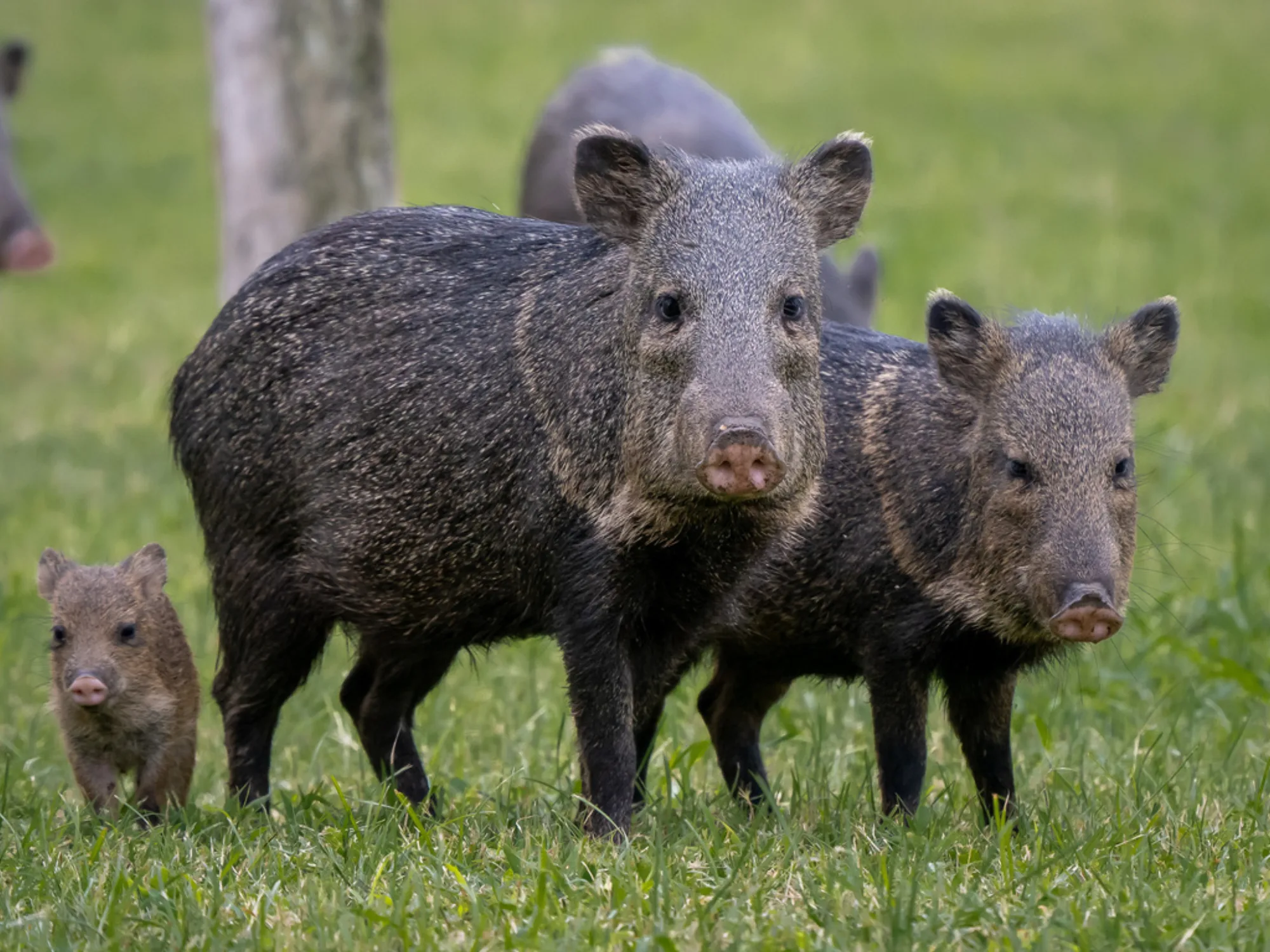 Collared Peccary