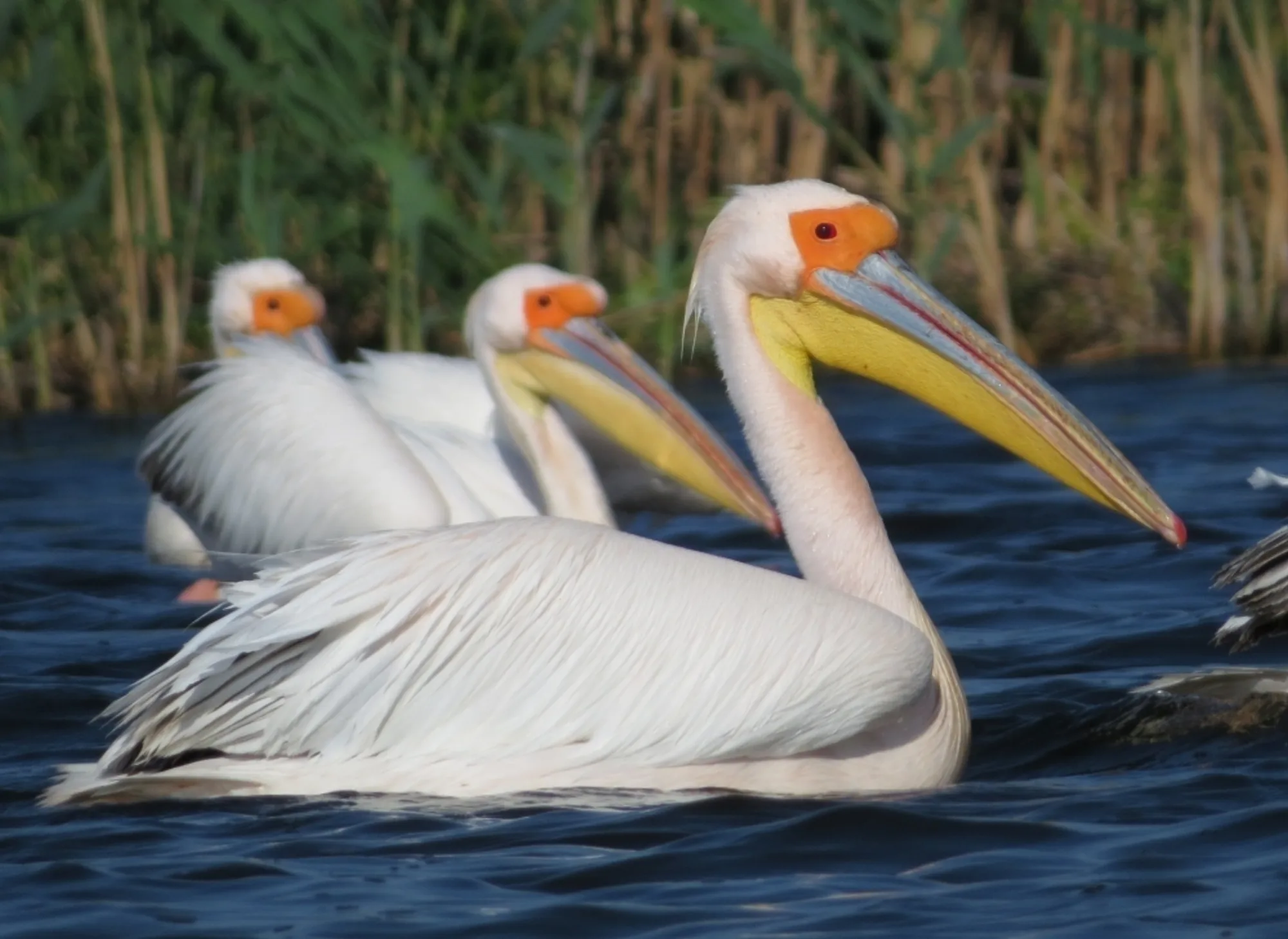 Great White Pelican