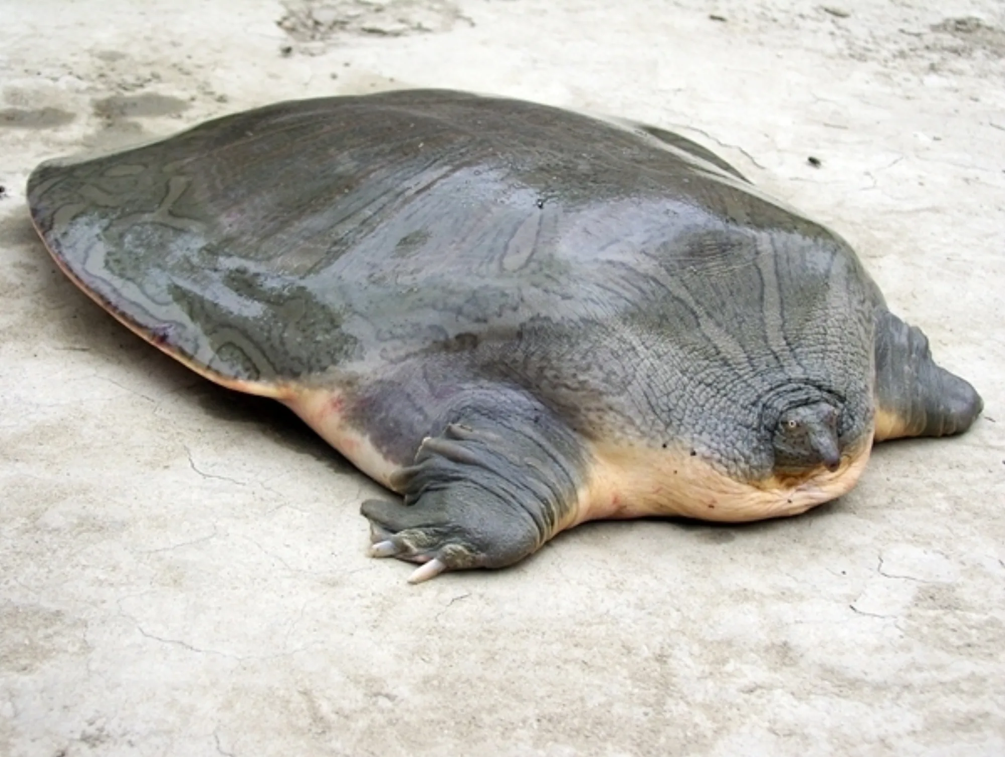 Asian Giant Softshell Turtle
