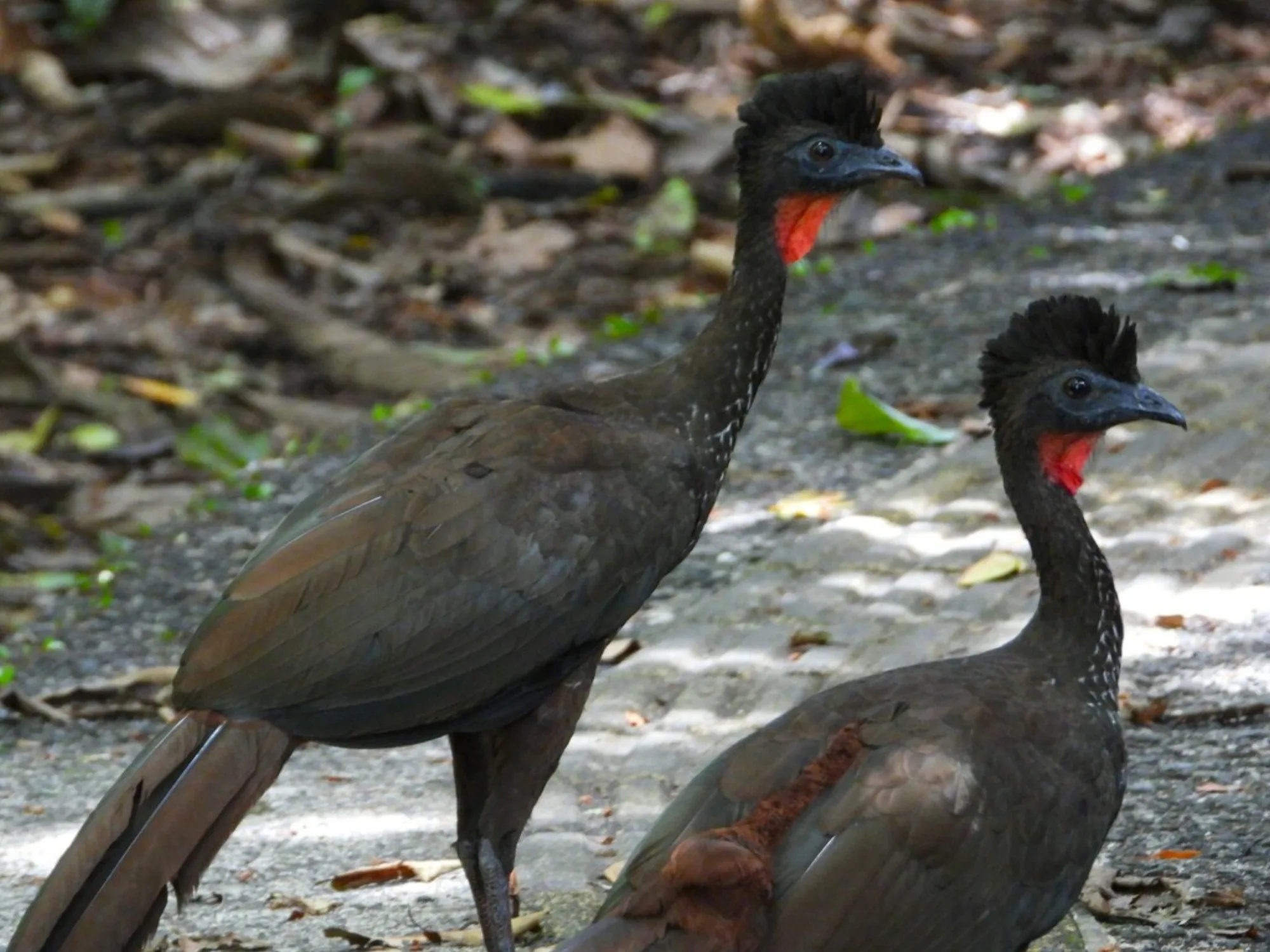 Crested Guan