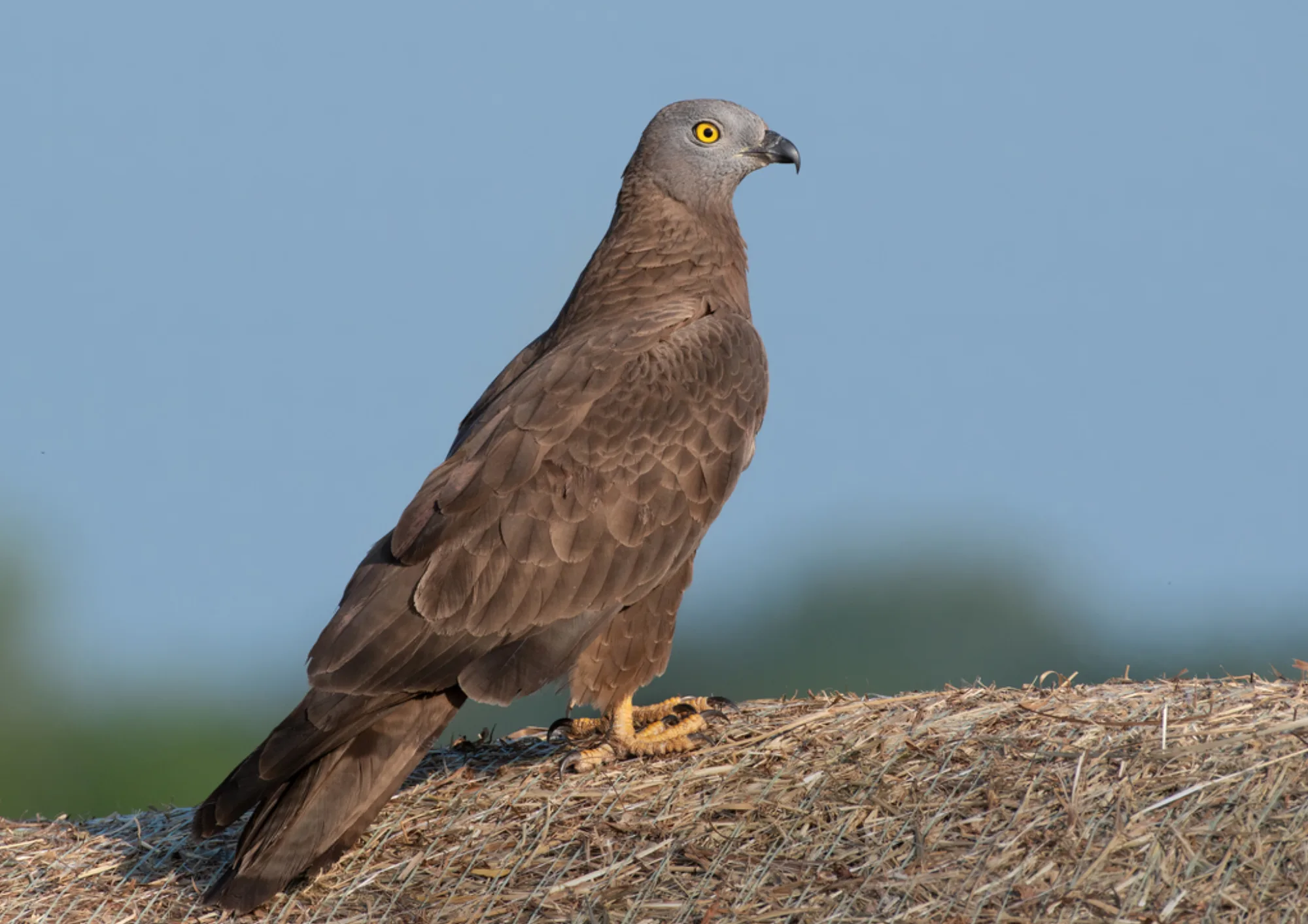 European Honey Buzzard